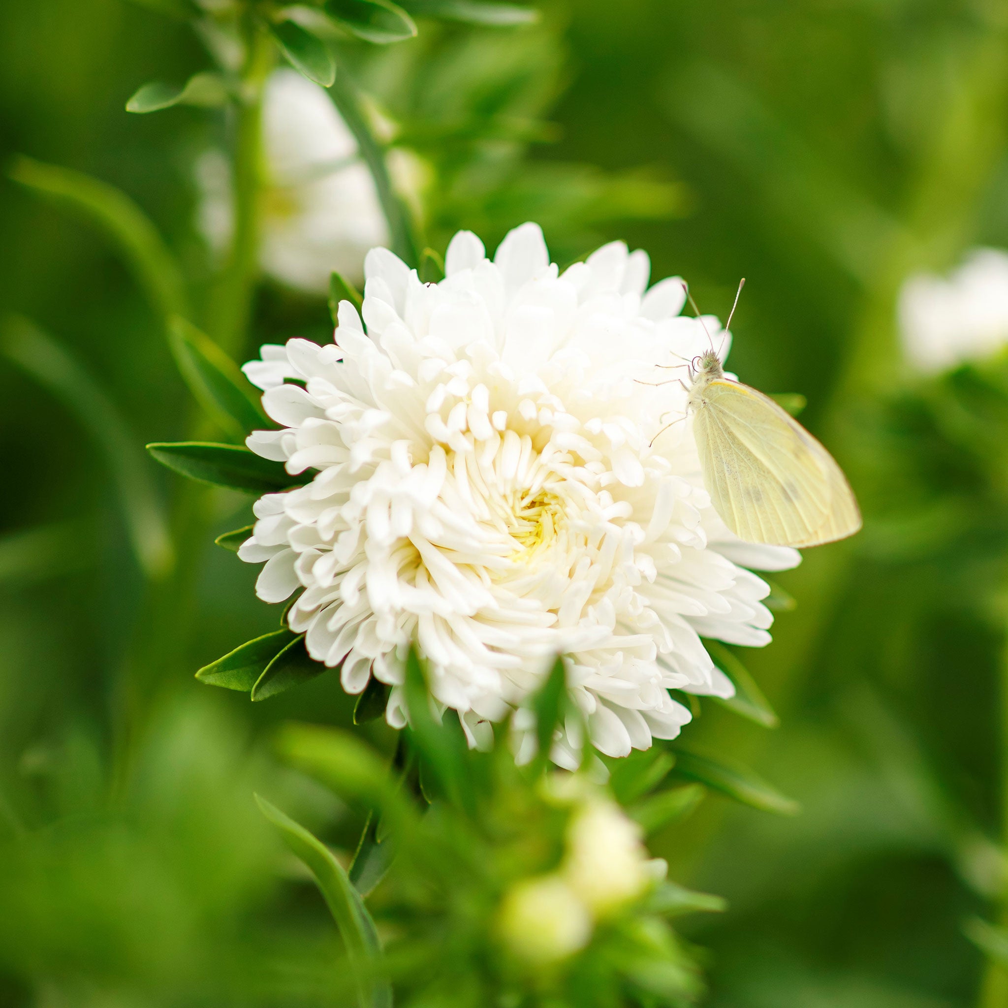 Aster Seeds - White