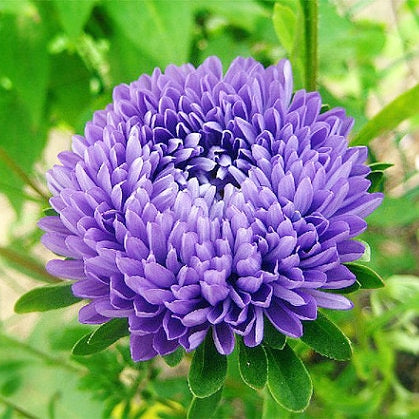 Aster Seeds - Jewelaster Purple