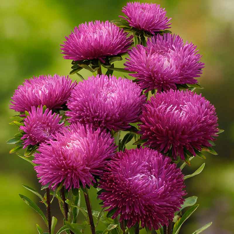 Aster Seeds - Jewelaster Rose