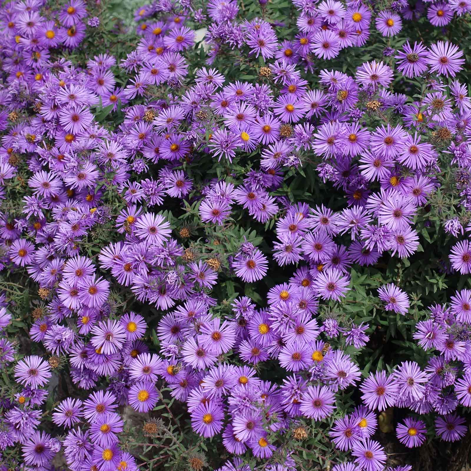 New England Aster Seeds