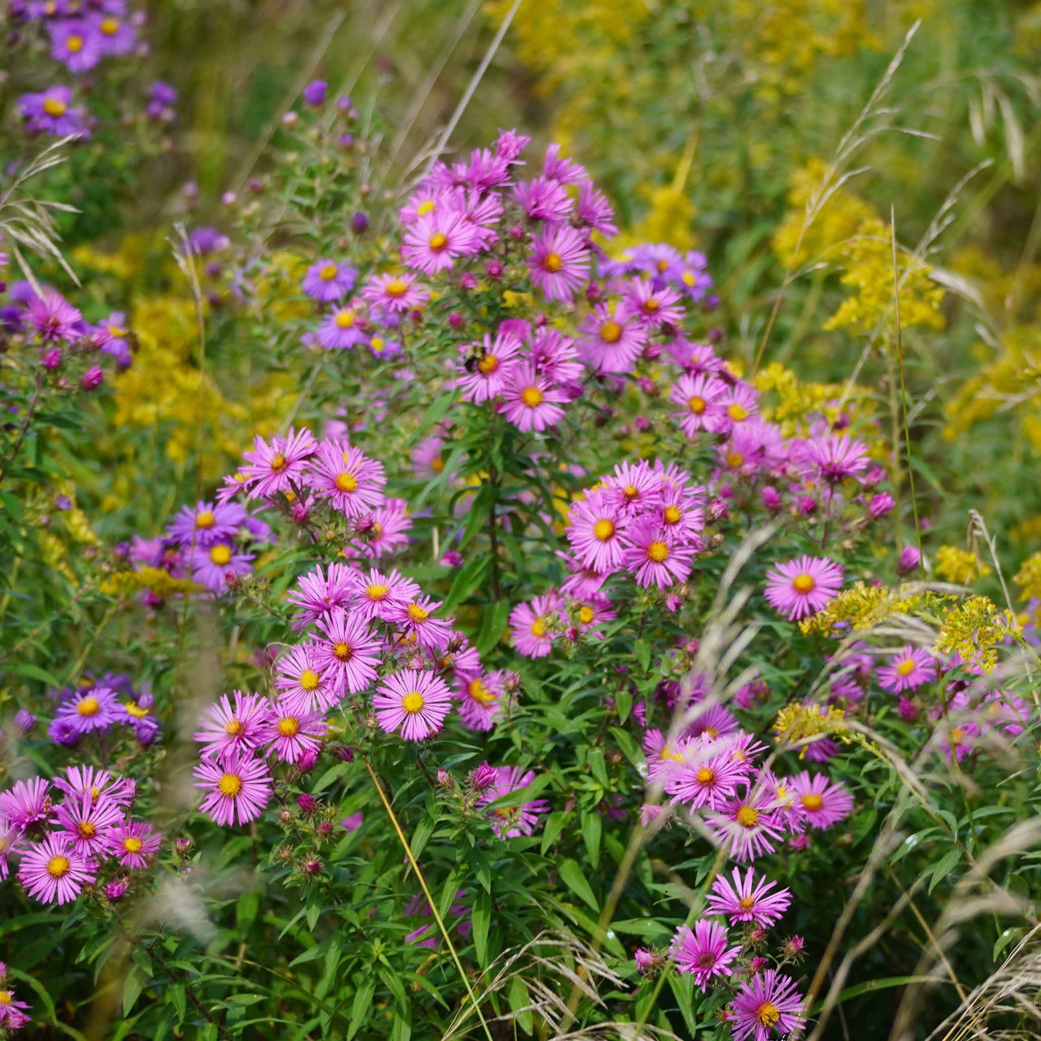 New England Aster Seeds