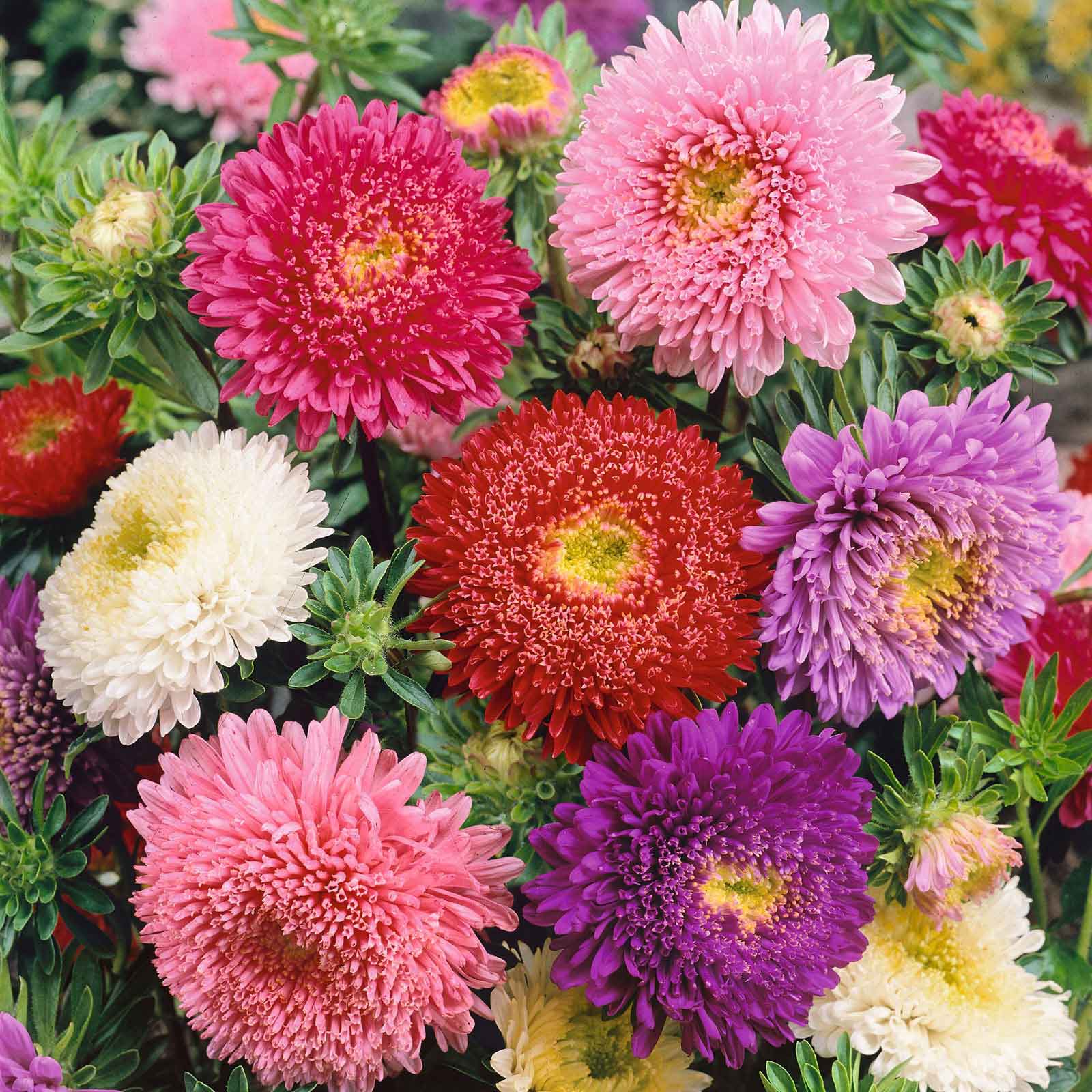 China Aster Seeds - Powderpuff Mix