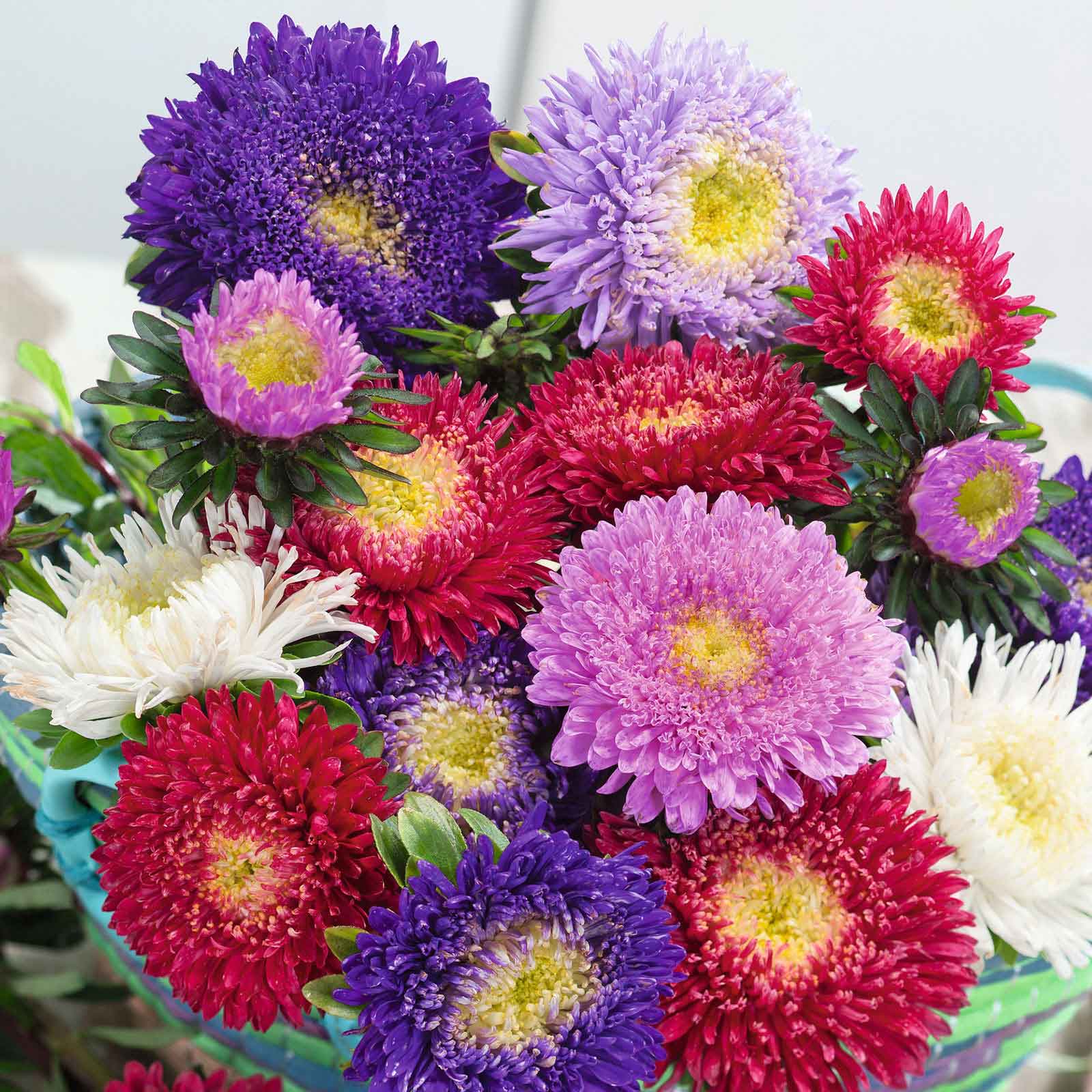 China Aster Seeds - Powderpuff Mix