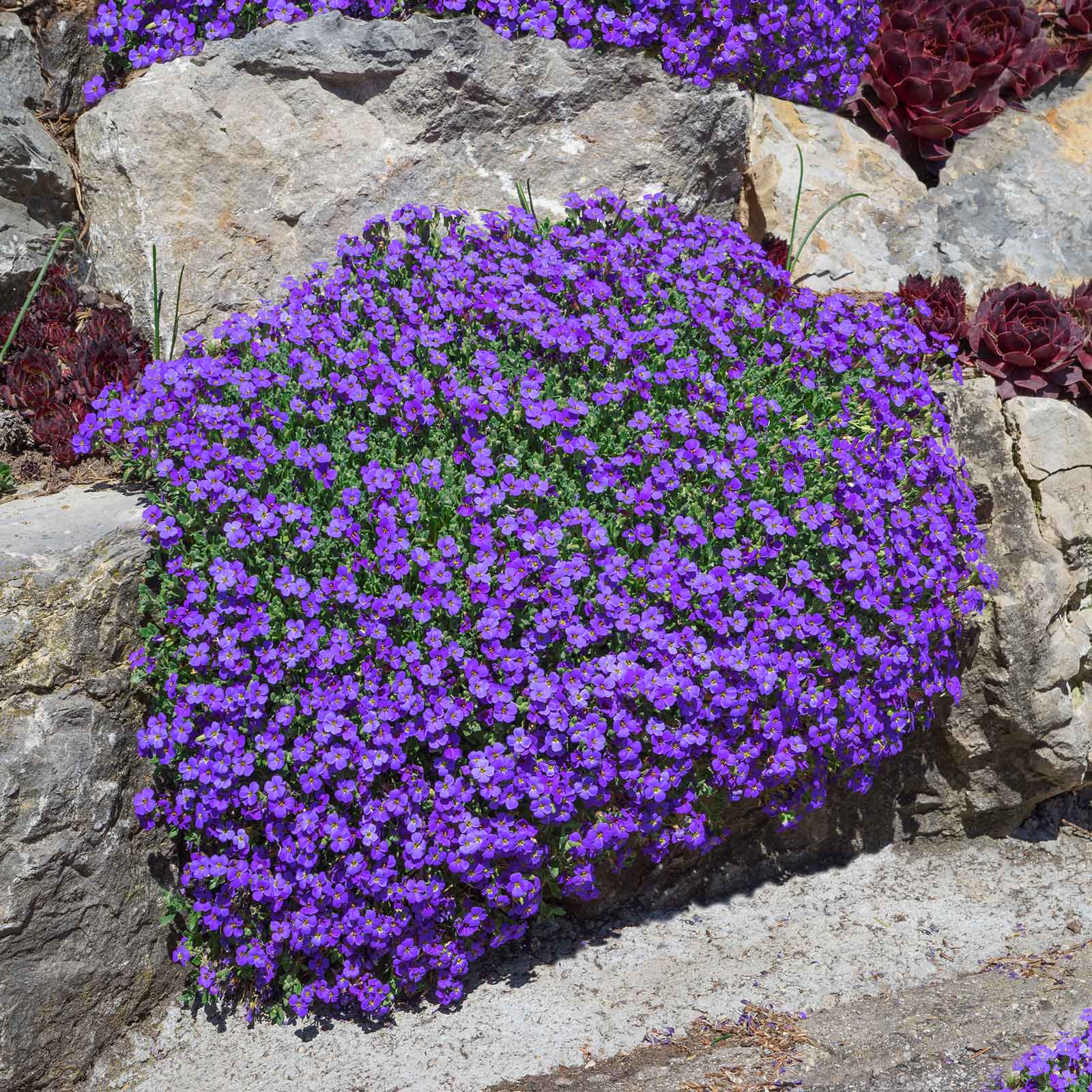 Aubrieta Seeds - Whitewell Gem