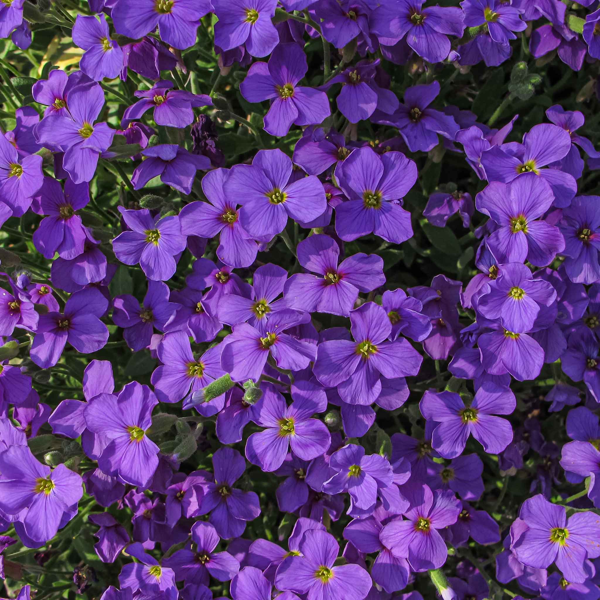 Aubrieta Seeds - Whitewell Gem