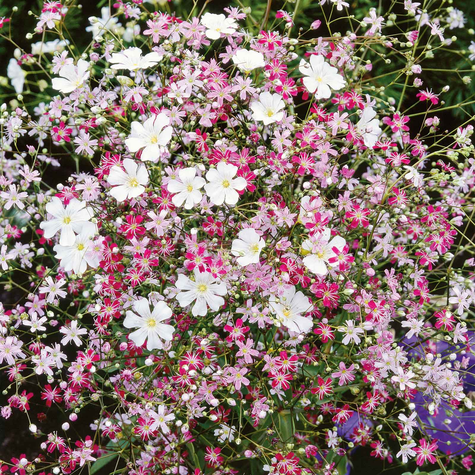 Babys Breath Seeds - Mixed