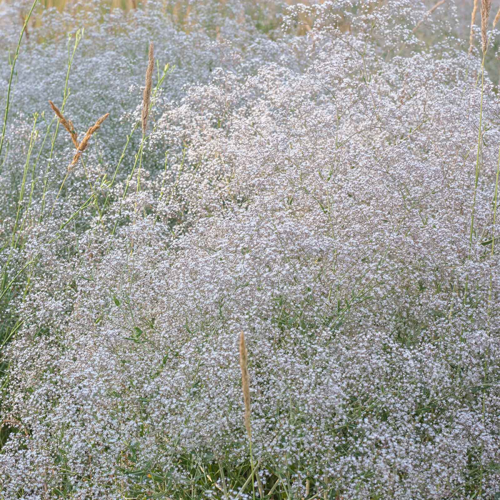 Perennial Babys Breath Seeds