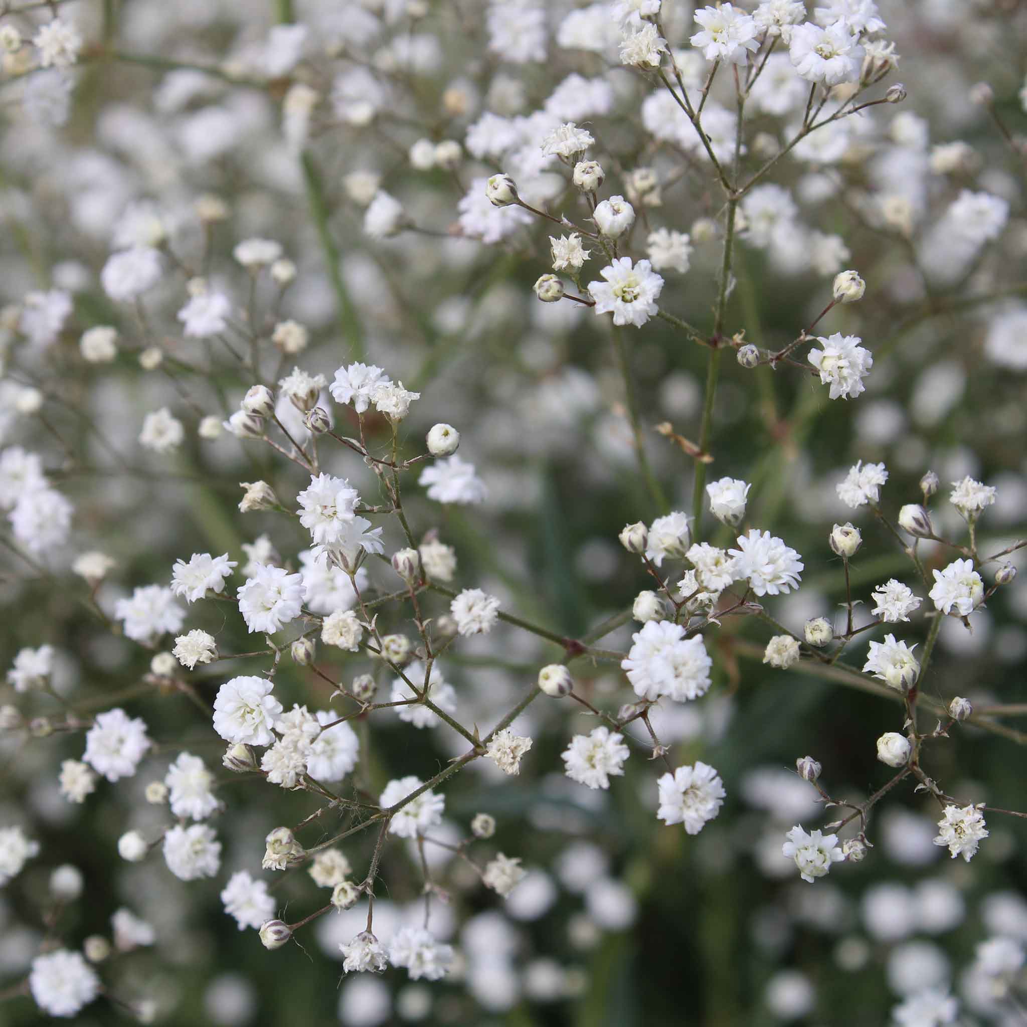 Perennial Babys Breath Seeds