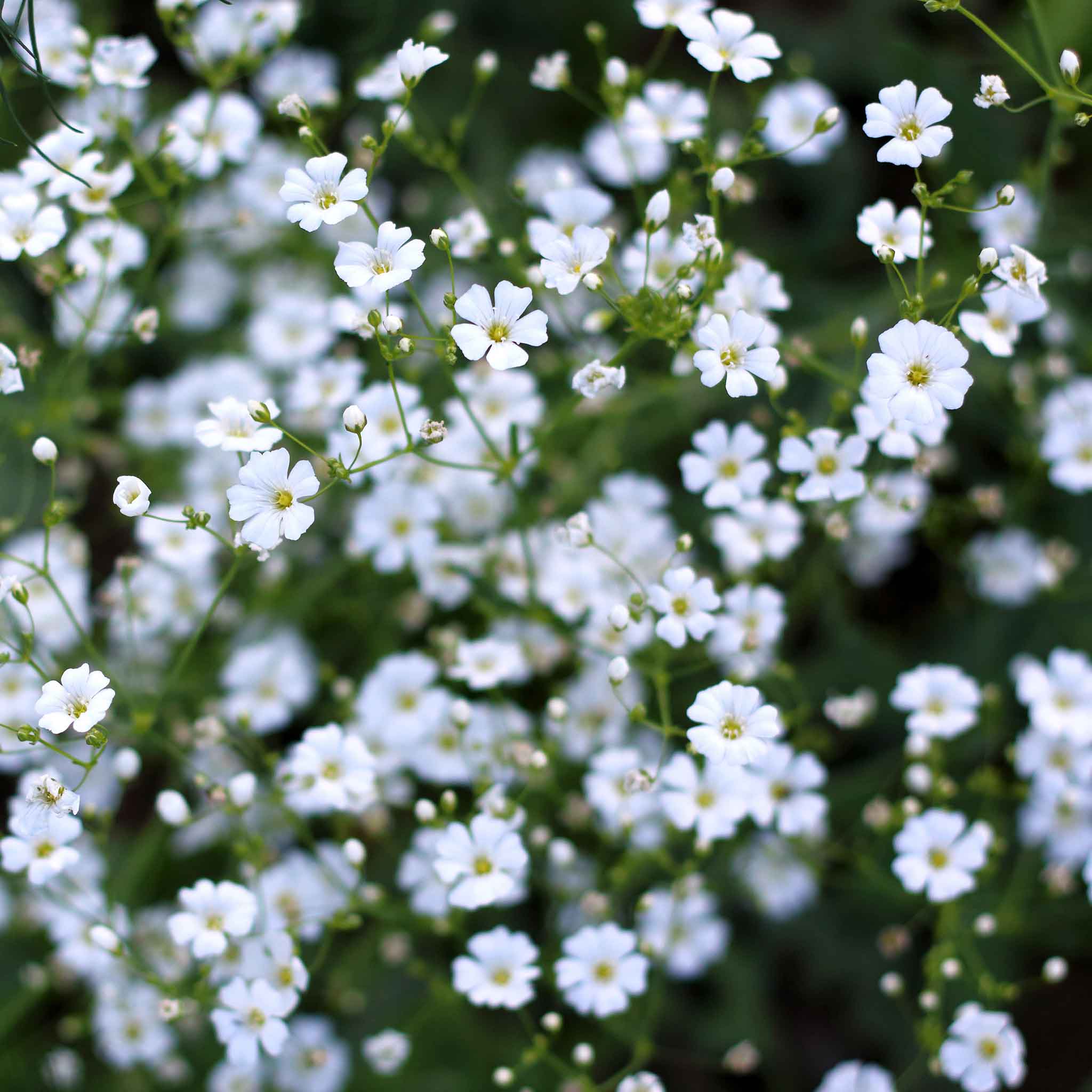 Babys Breath Seeds