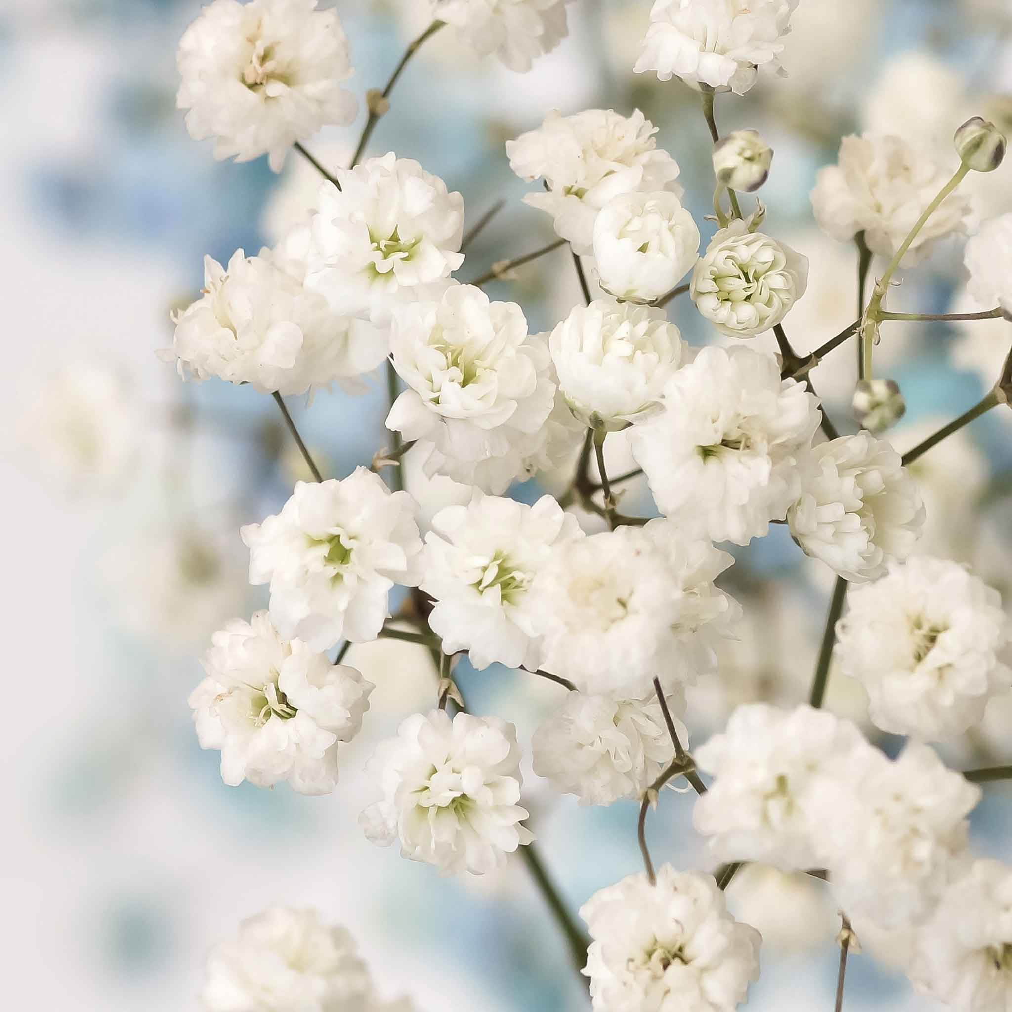 Babys Breath Seeds (Perennial) - Snowflake