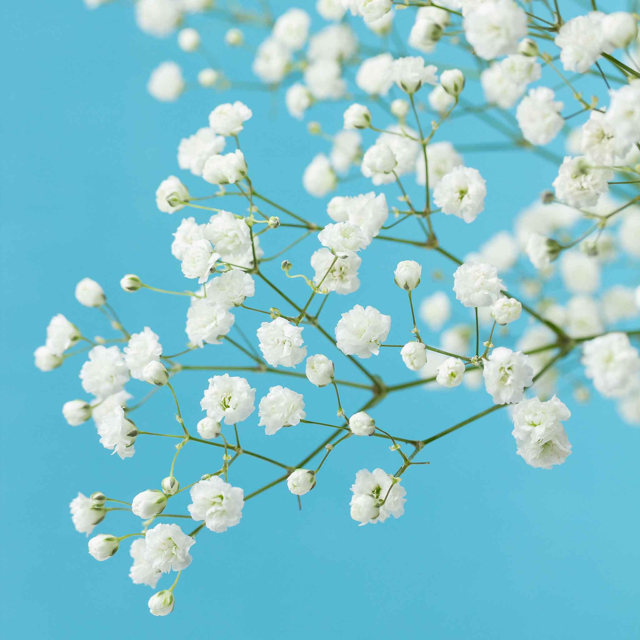 Babys Breath Seeds (Perennial) - Snowflake