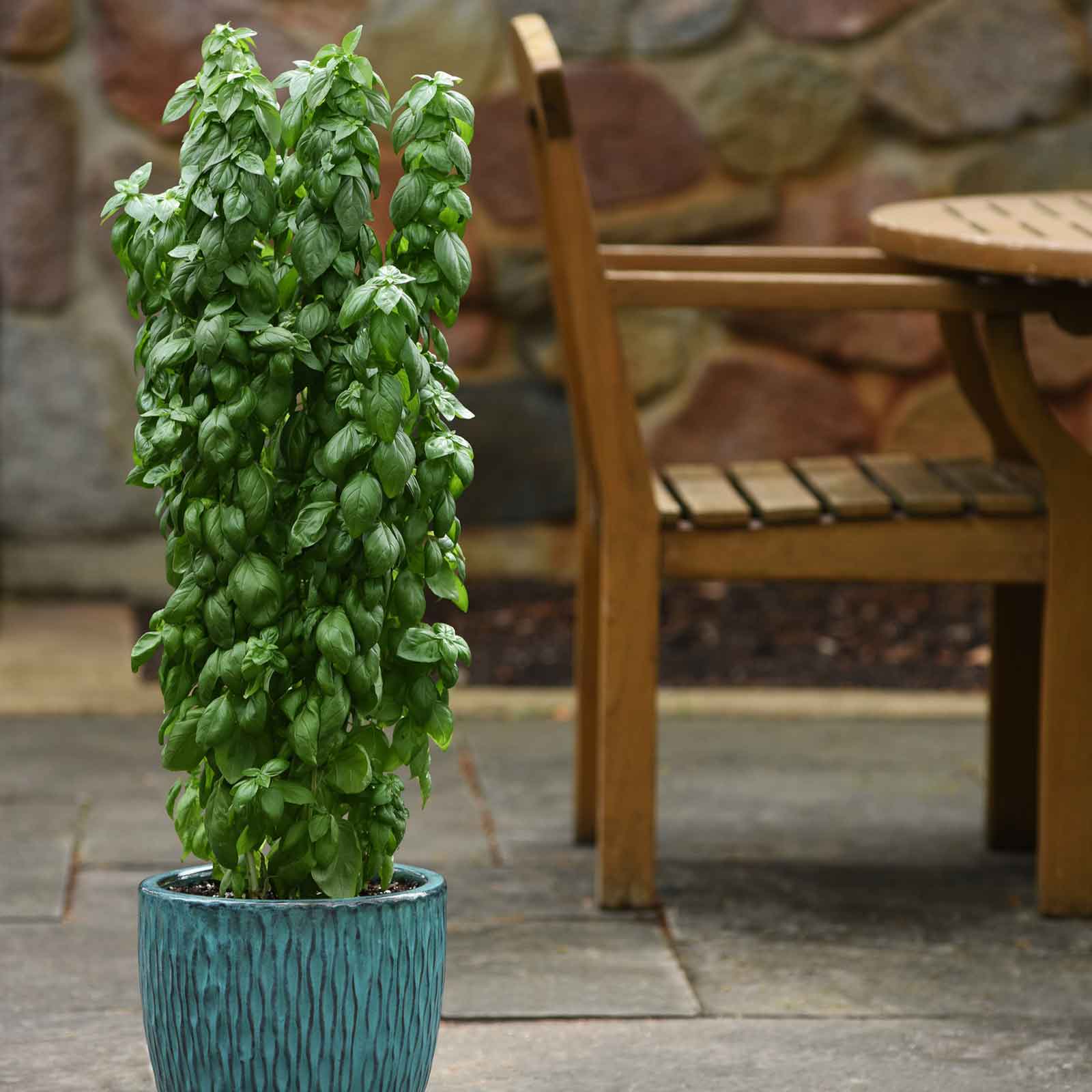 Basil Seeds - Everleaf Emerald Tower