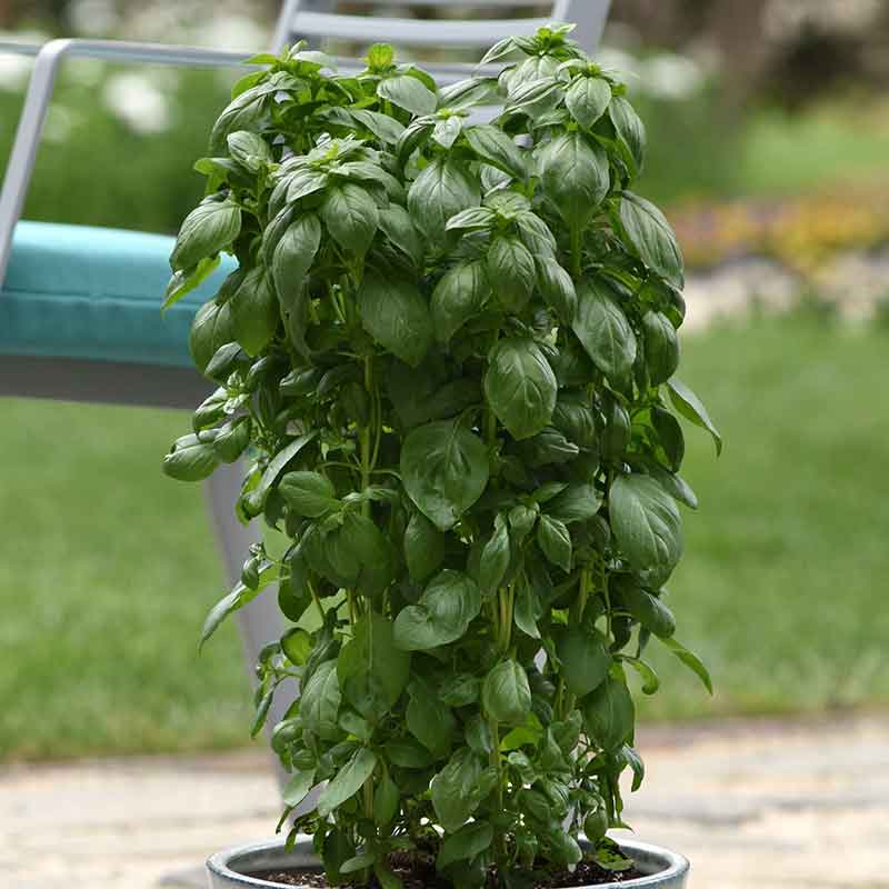 Basil Seeds - Everleaf Emerald Tower