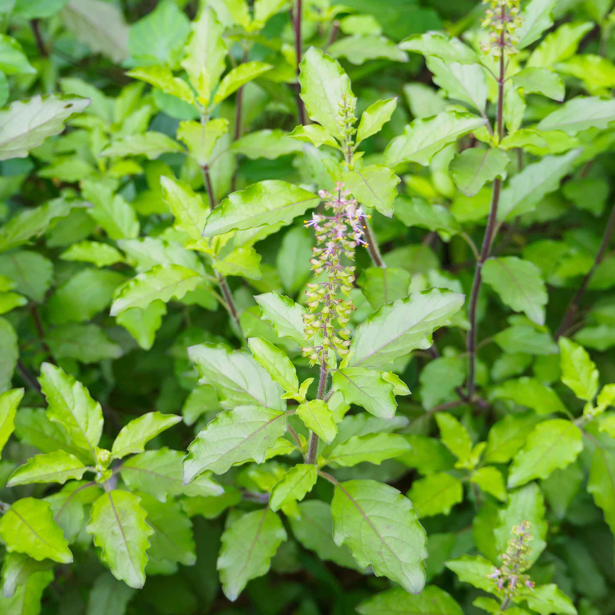 Basil Seeds - Holy