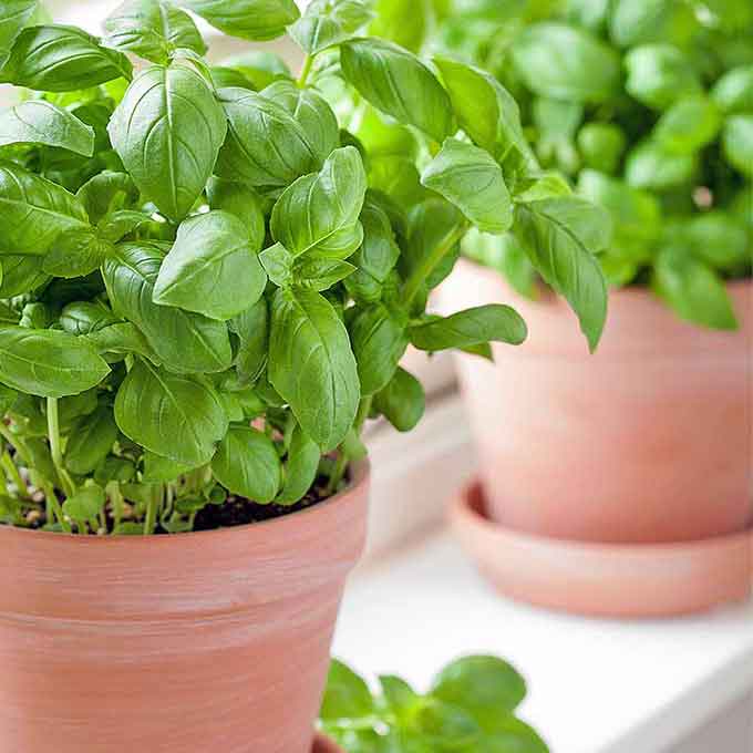 Basil Seeds - Large Sweet for Pots