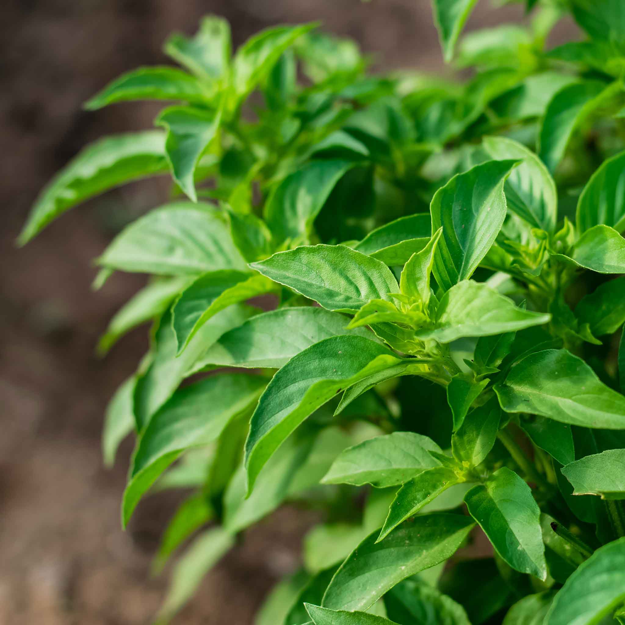 Basil Seeds - Lime