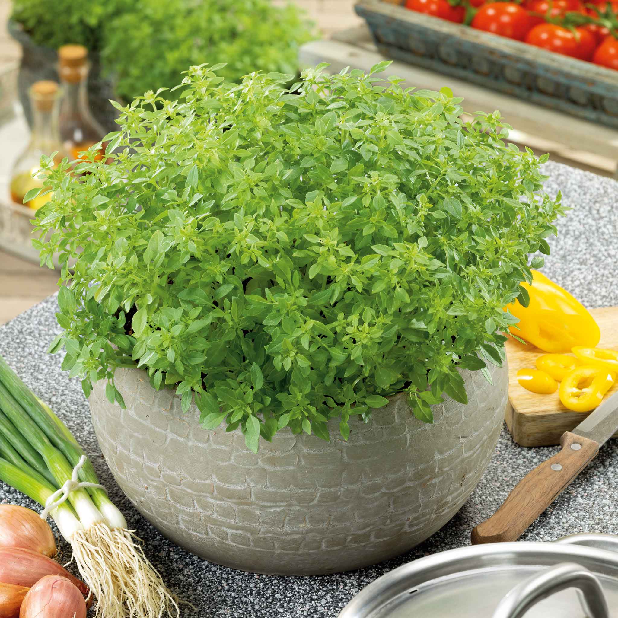 Basil Seeds - Minette Compact Greek