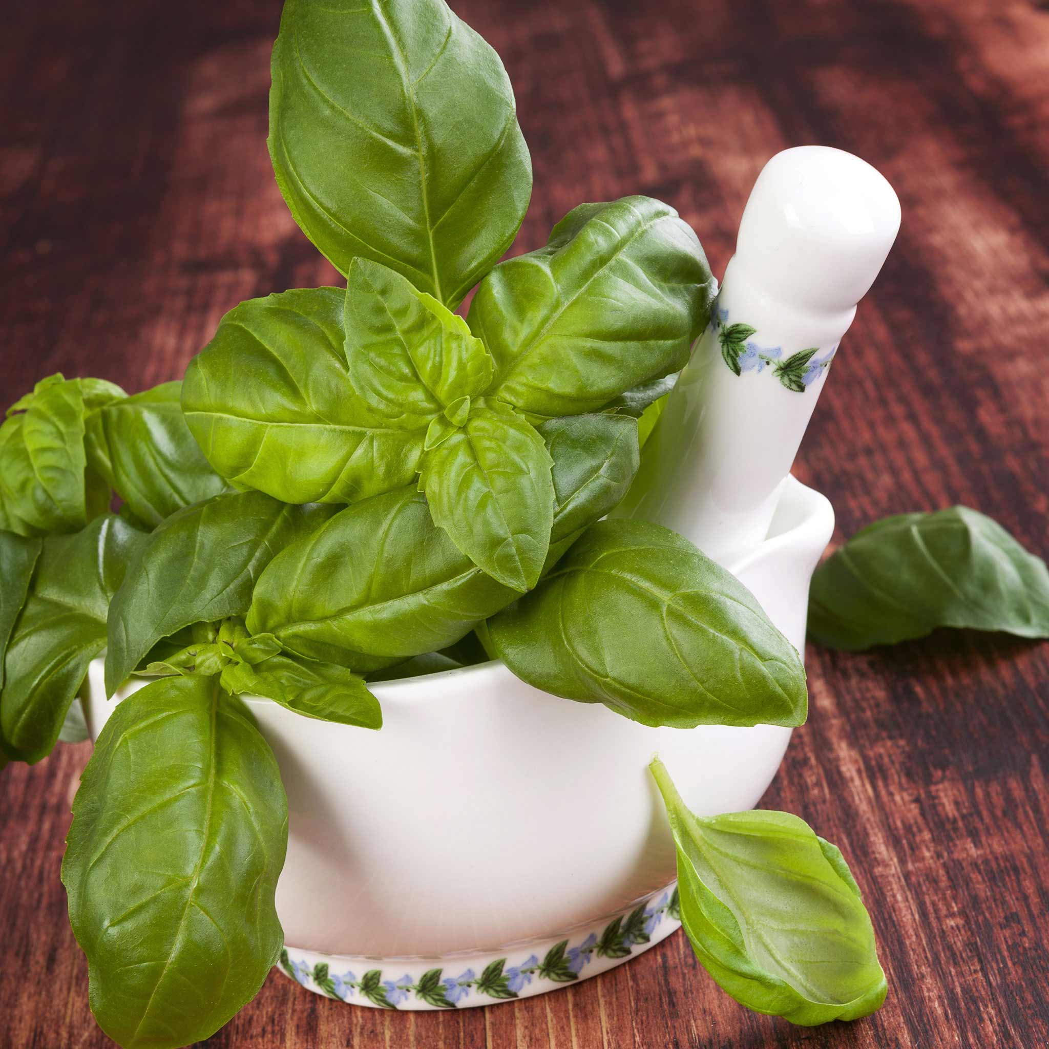 Organic Basil Seeds - Genovese