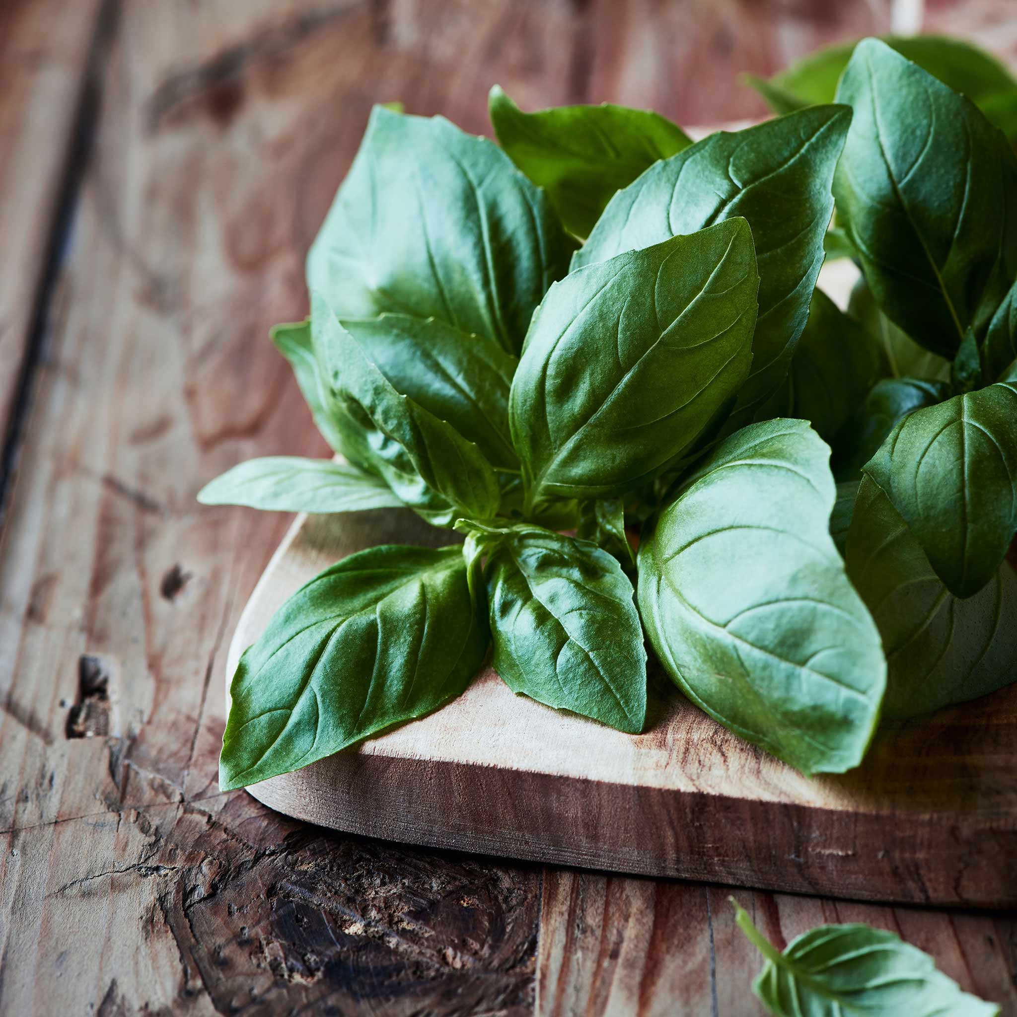 Organic Basil Seeds - Italian Large Leaf