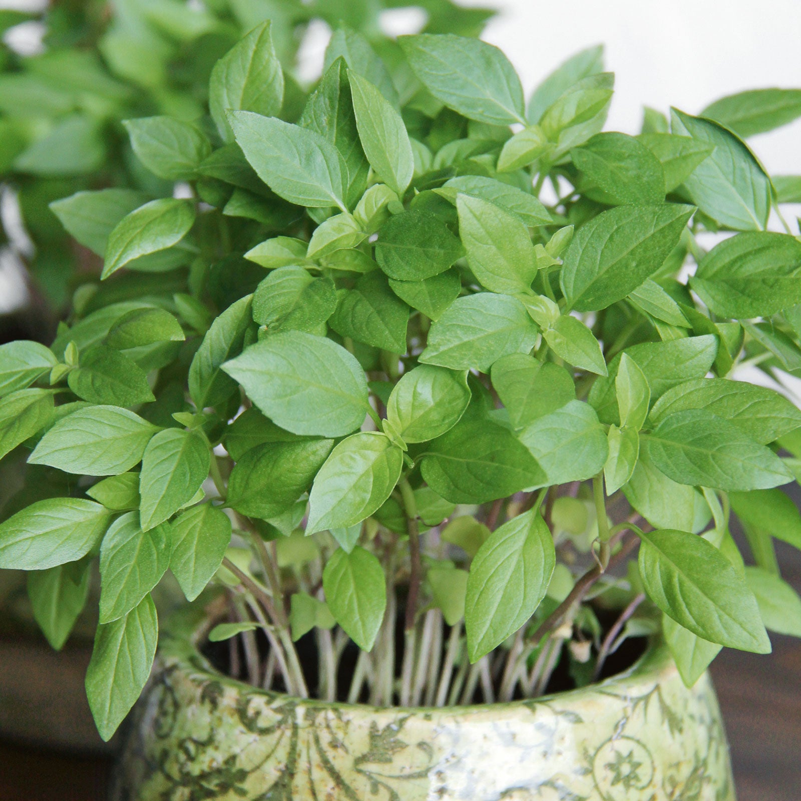 Organic Basil Seeds - Thai