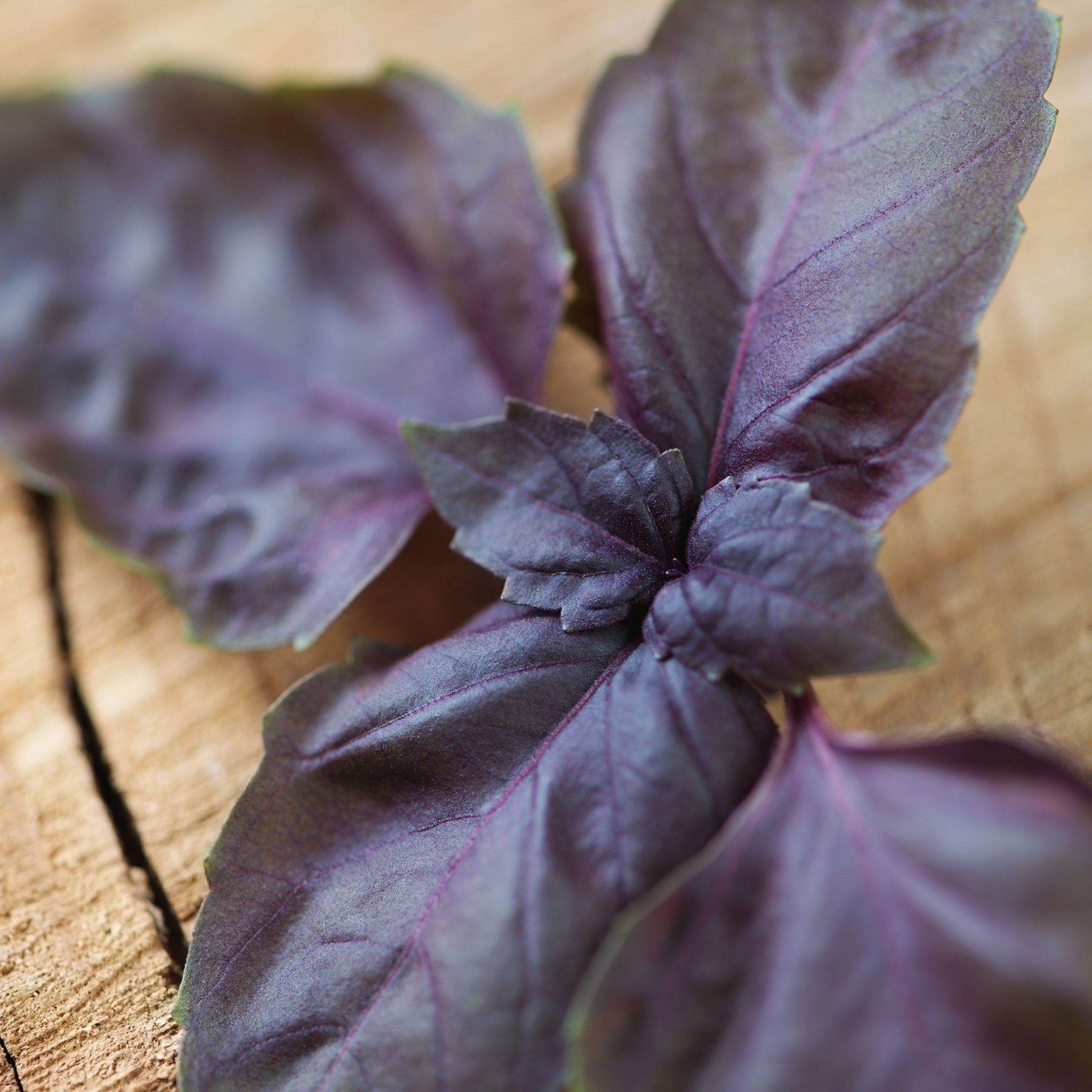 Basil Seeds - Purple