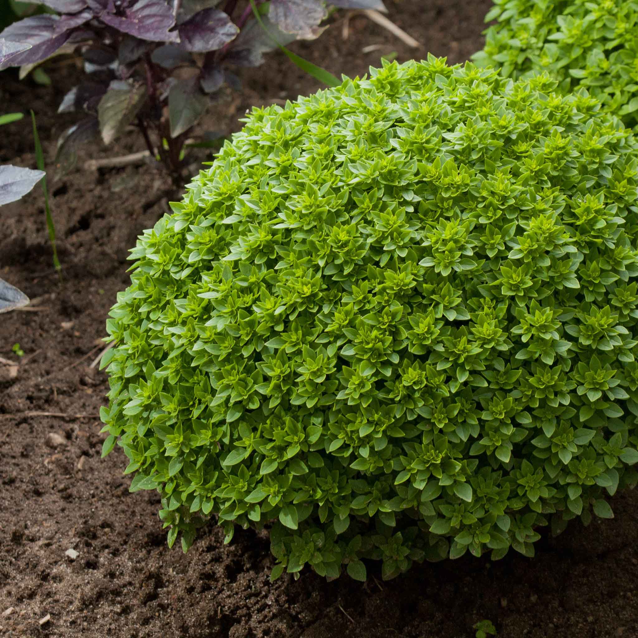 Basil Seeds - Spicy Globe