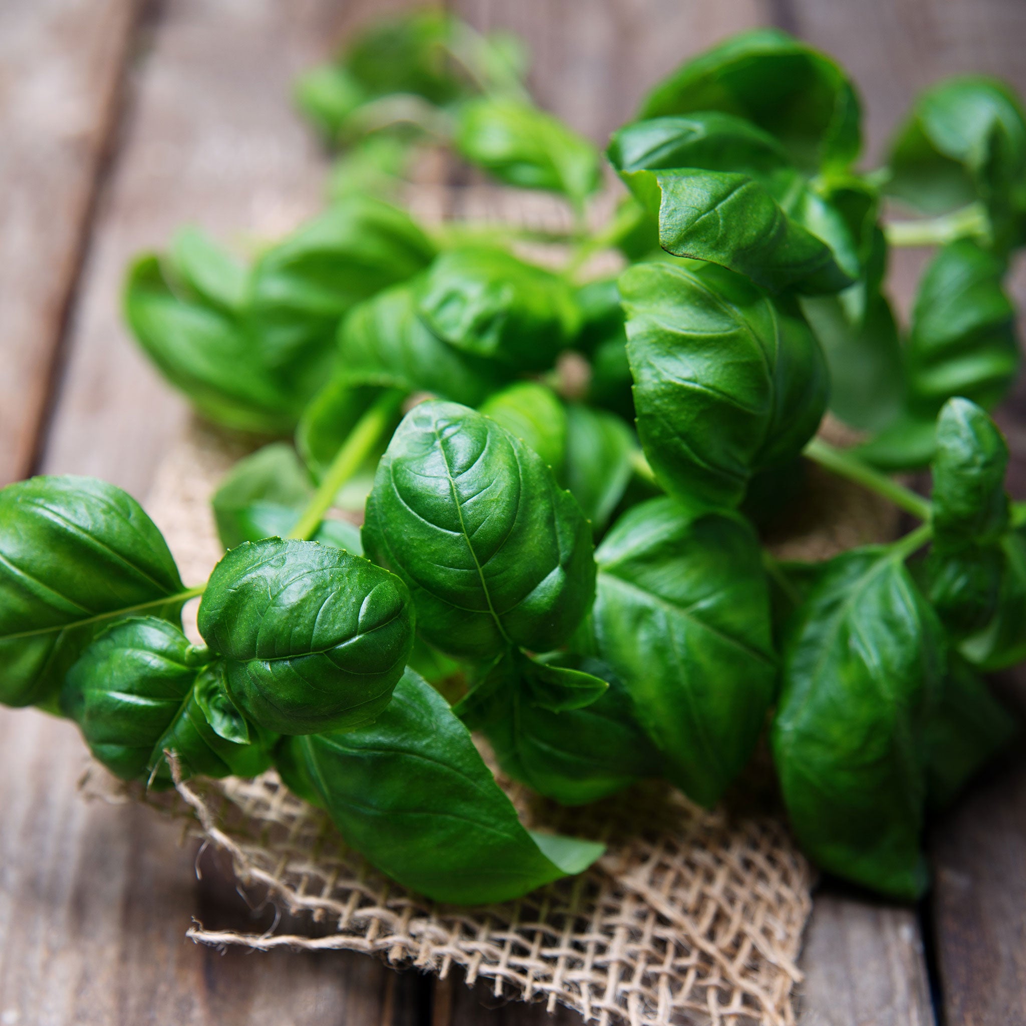 Basil Seeds - Sweet Basil