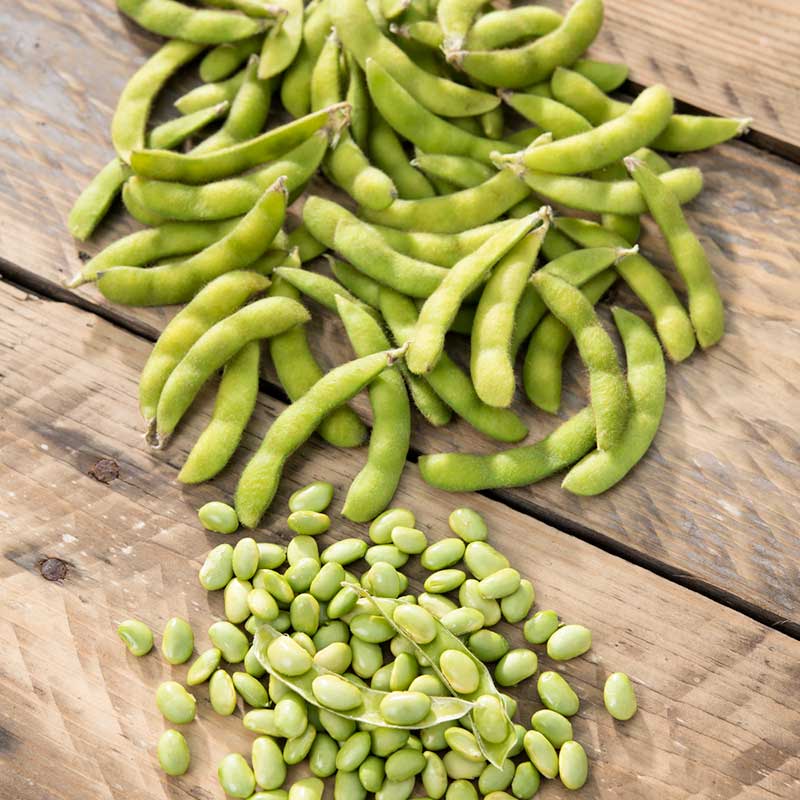 Bean Seeds - Edamame