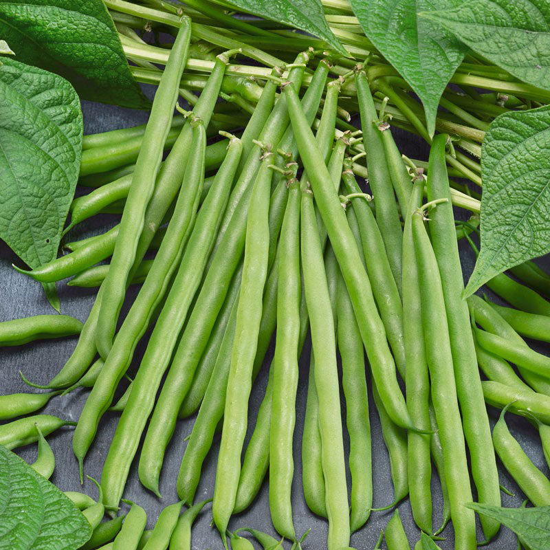 Bean Seeds - Greencrop