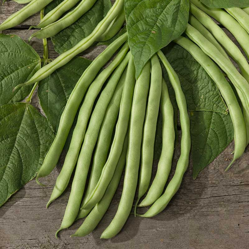 Organic Bean Seed - Contender