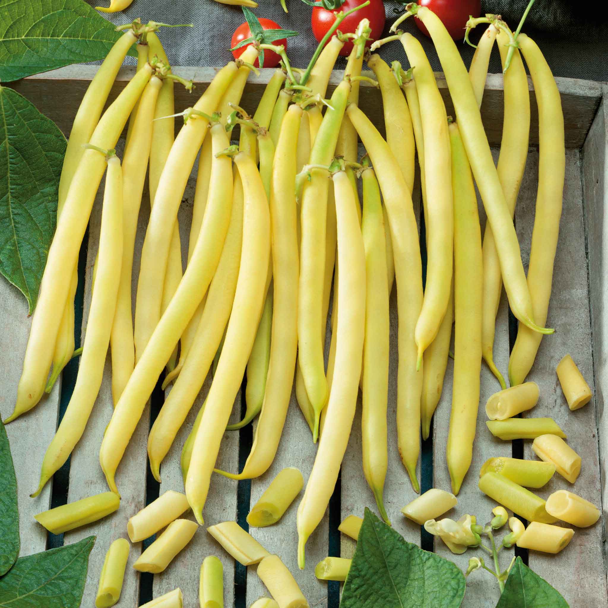 Bean Seeds - Pencil Pod Wax