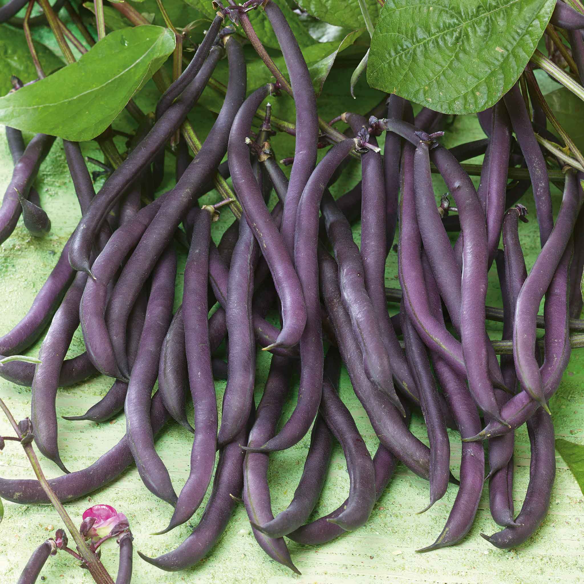 Bean Seeds - Royal Burgundy