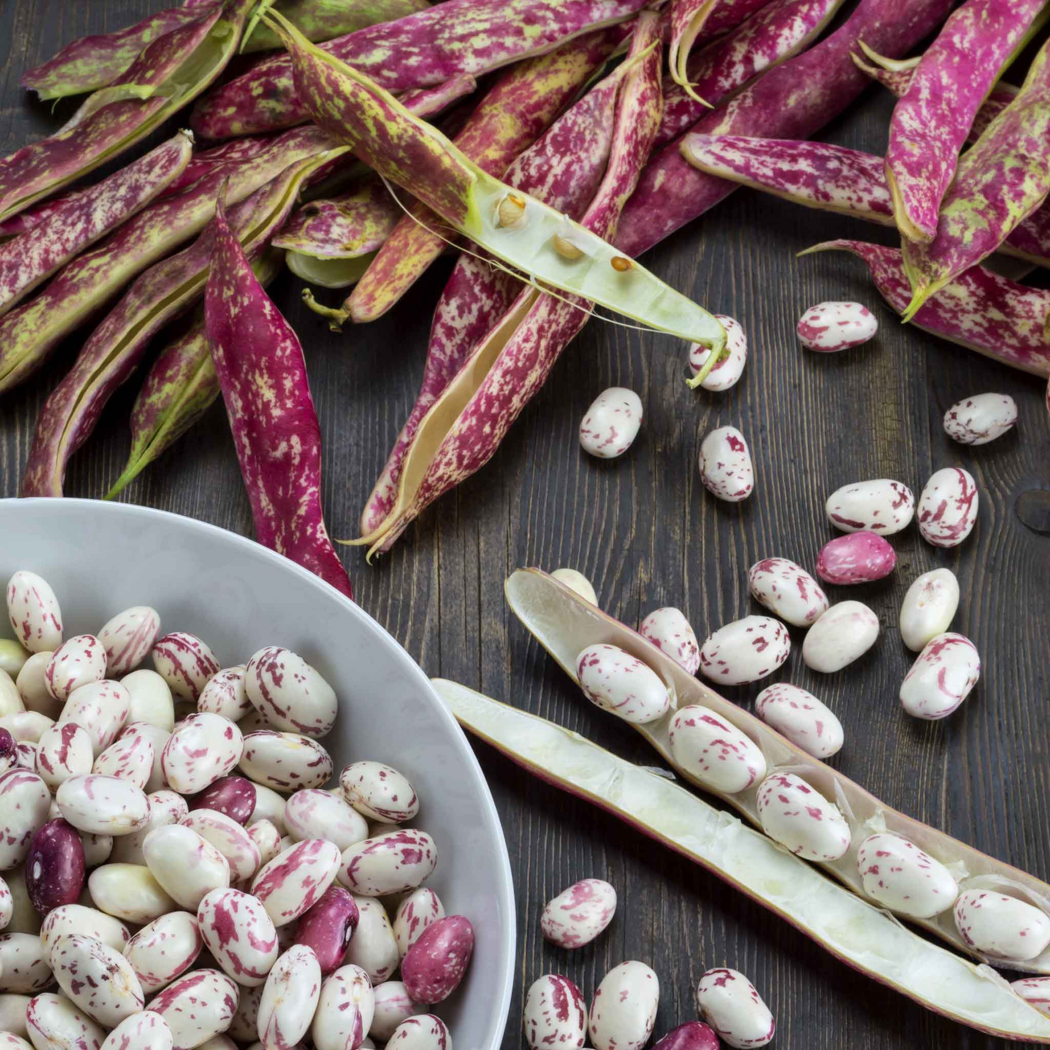 Bean Seeds - Taylor Dwarf Horticultural