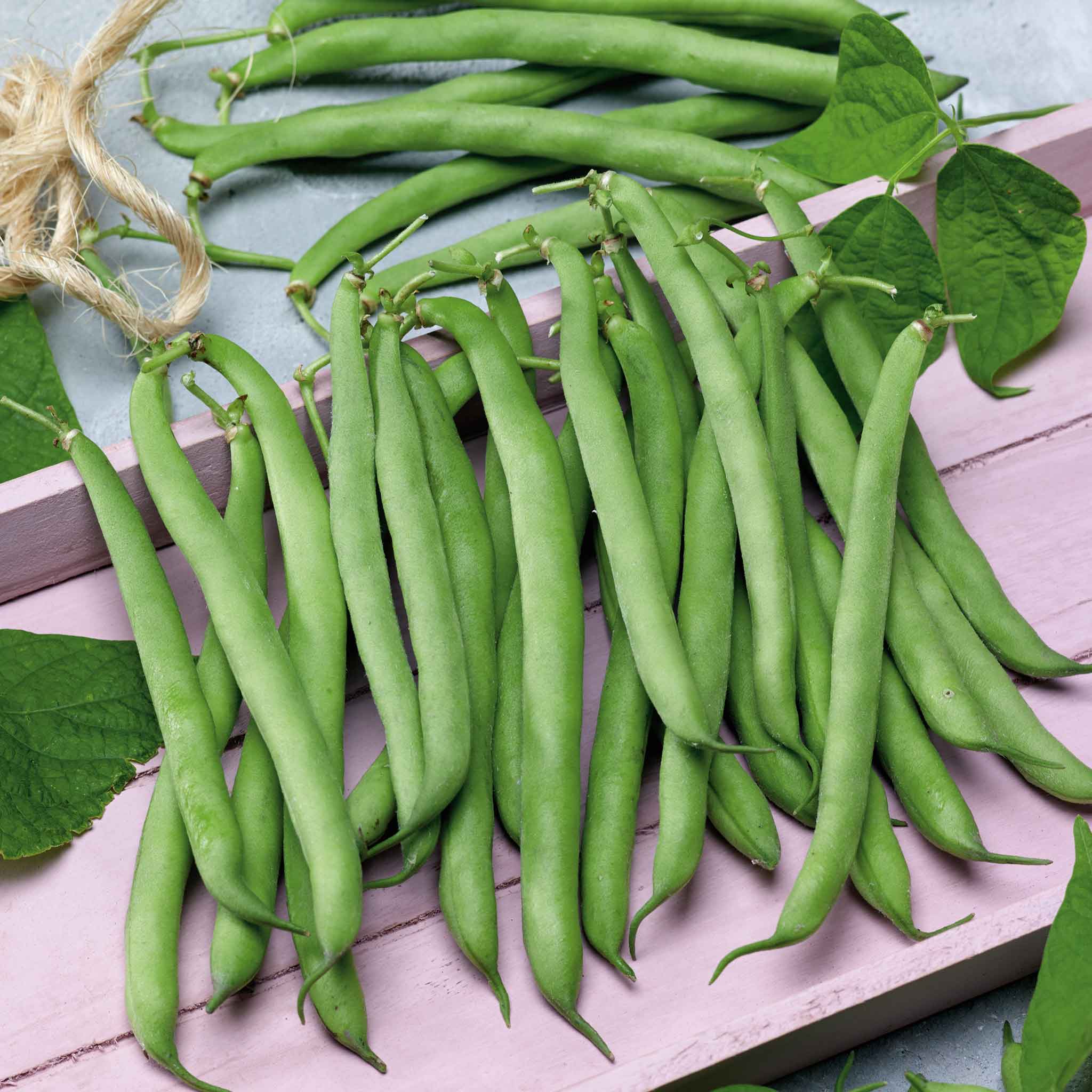 Bean Seeds - Tendergreen