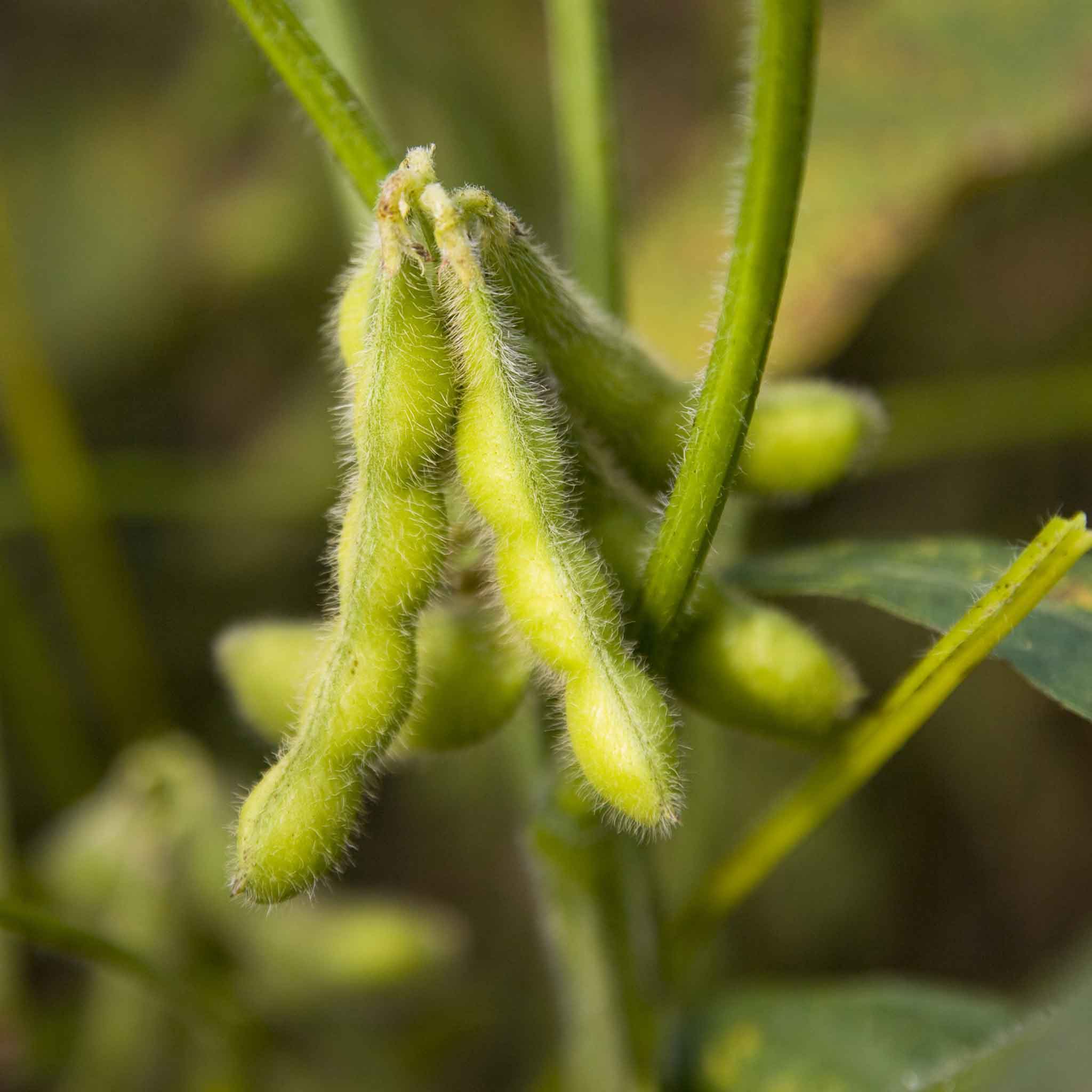 Bean Seeds - Edamame