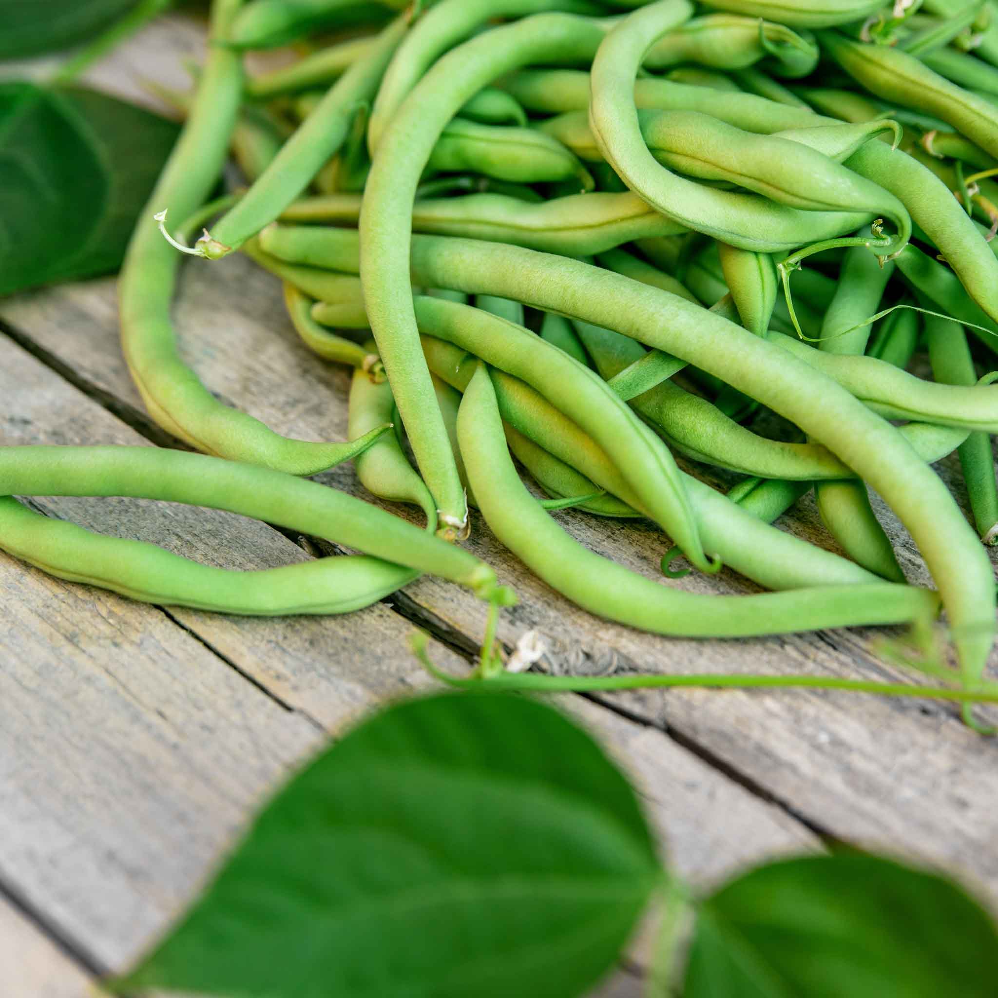 Bean Seeds - Stringless Greenpod