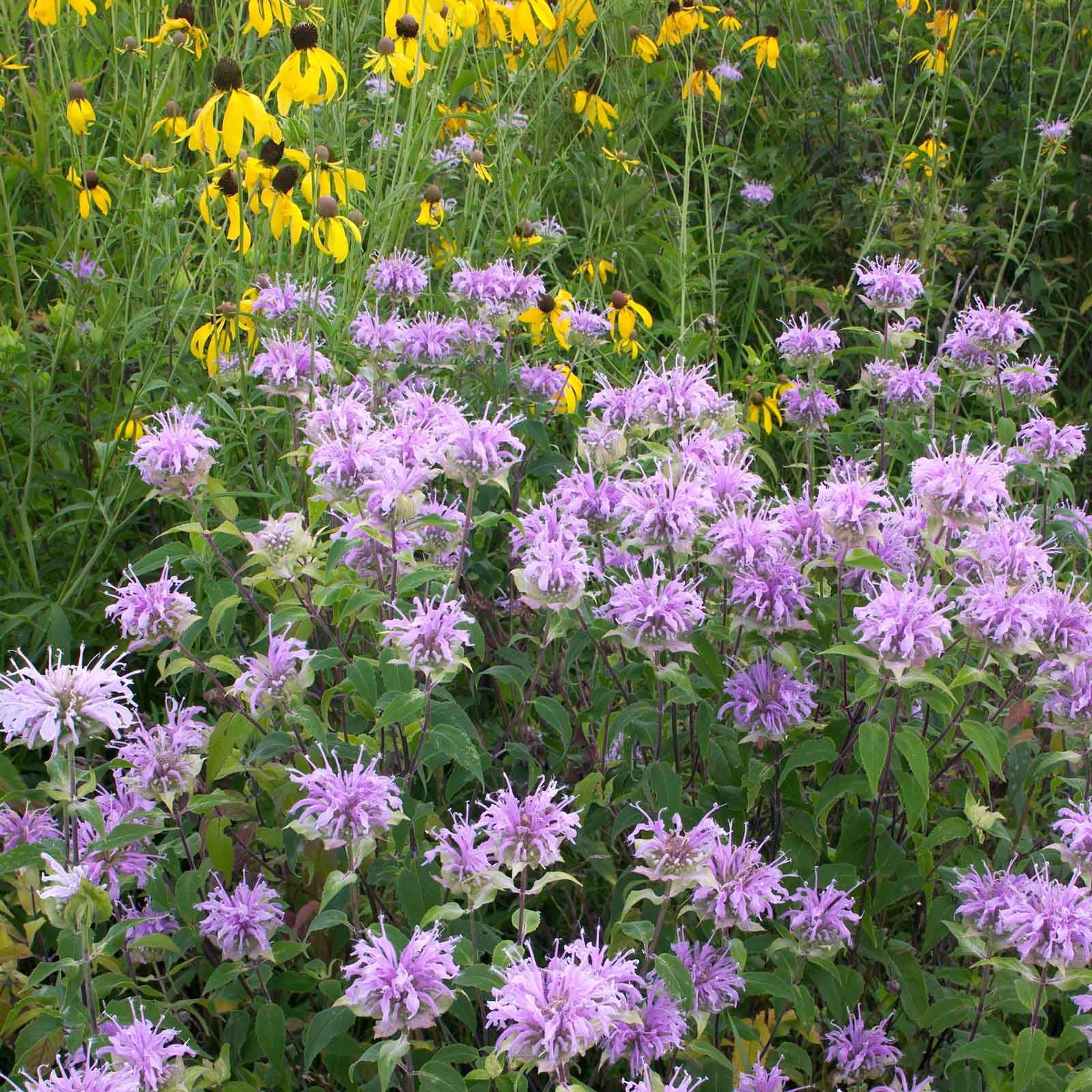 Bee Balm/Wild Bergamot Seeds