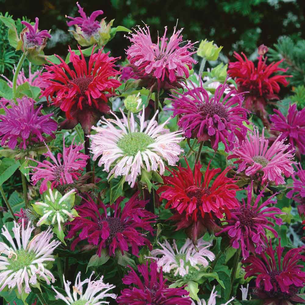 Bee Balm Seeds - Mix