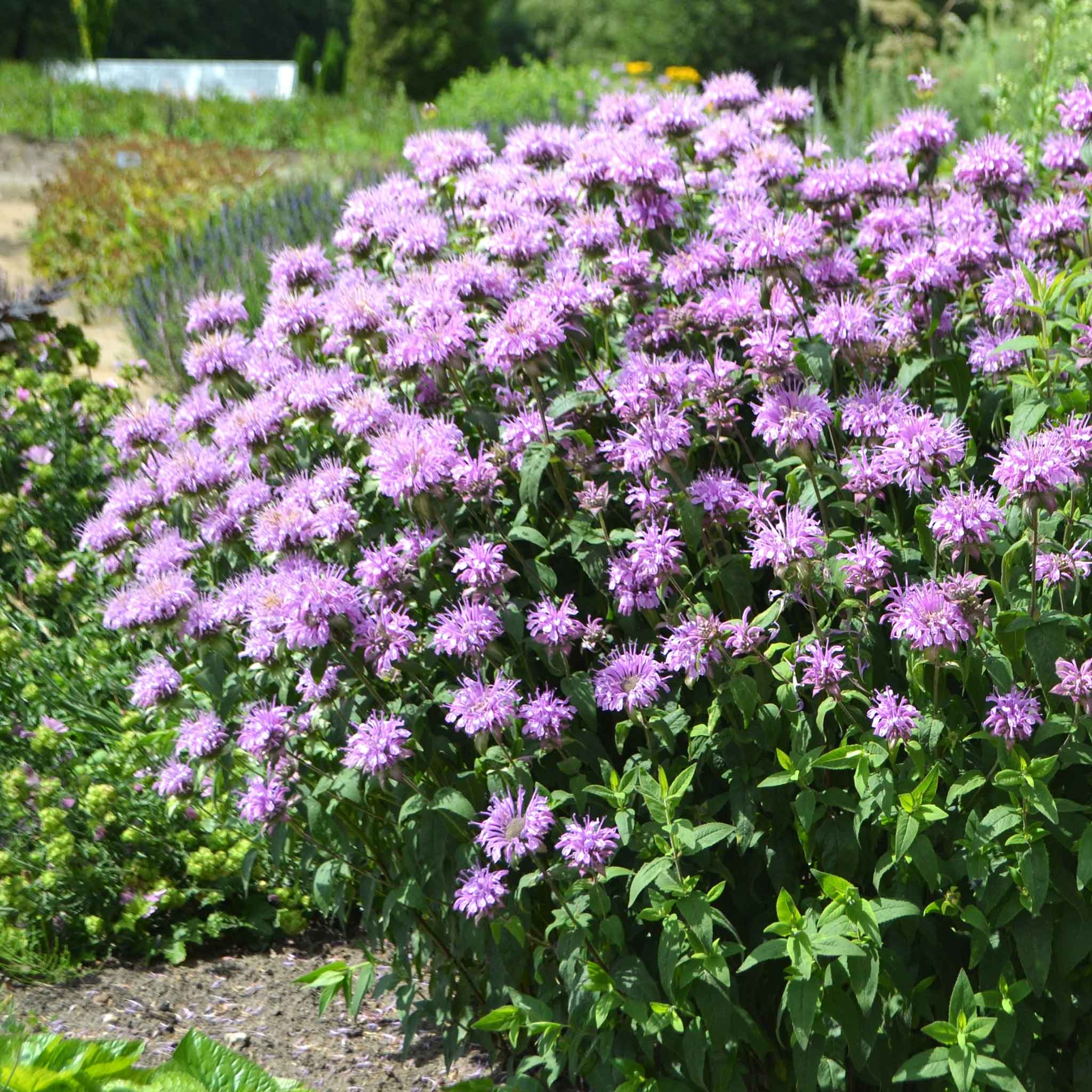 Bee Balm/Wild Bergamot Seeds