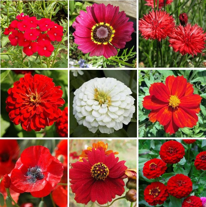 Big Red Mix - Red Flower Seed Mix