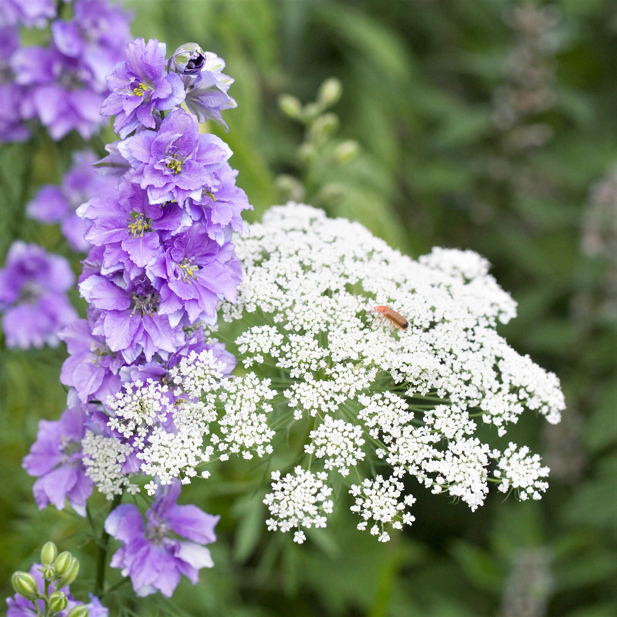 Bishop's Flower Seeds