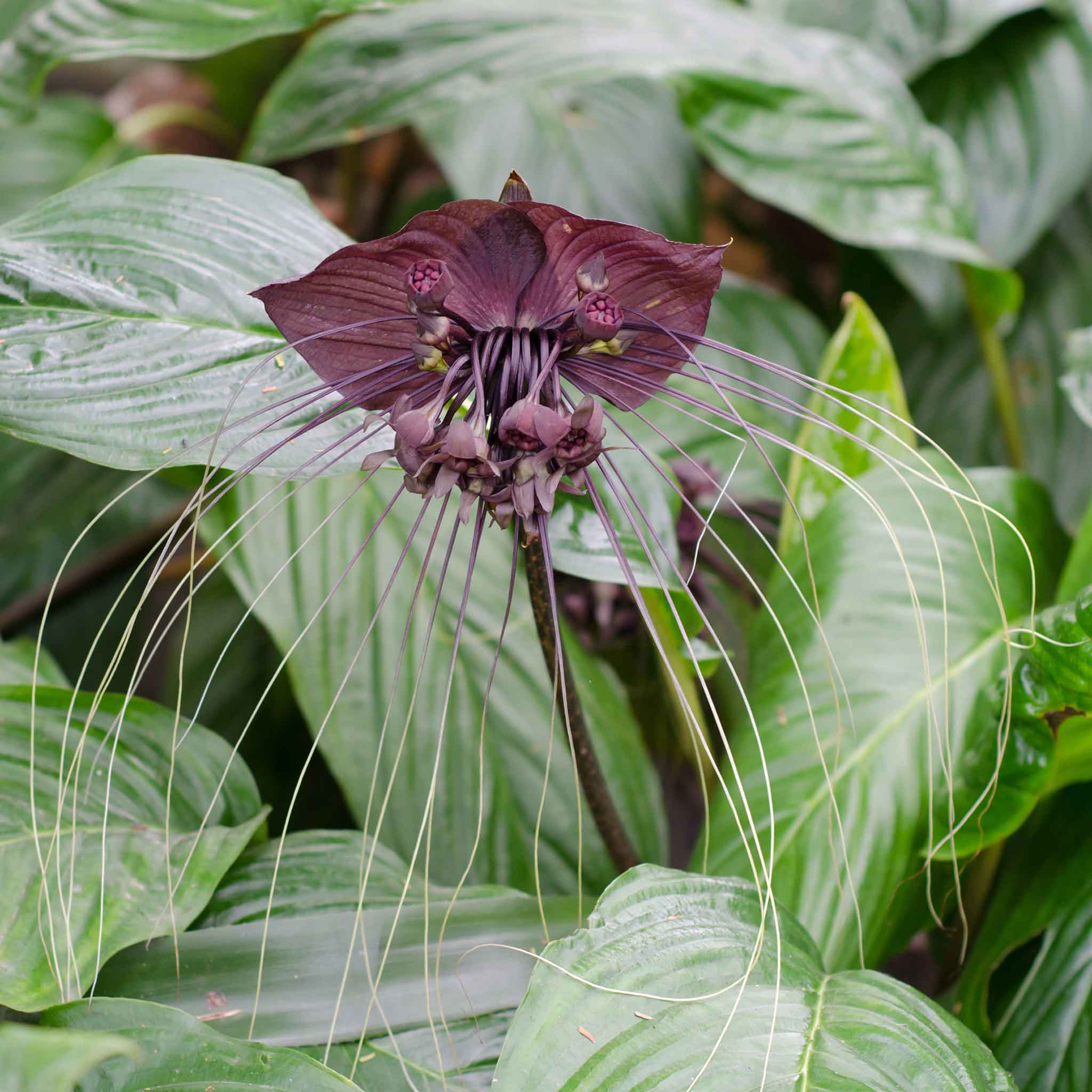 Black Bat Flower Seeds Eden Brothers