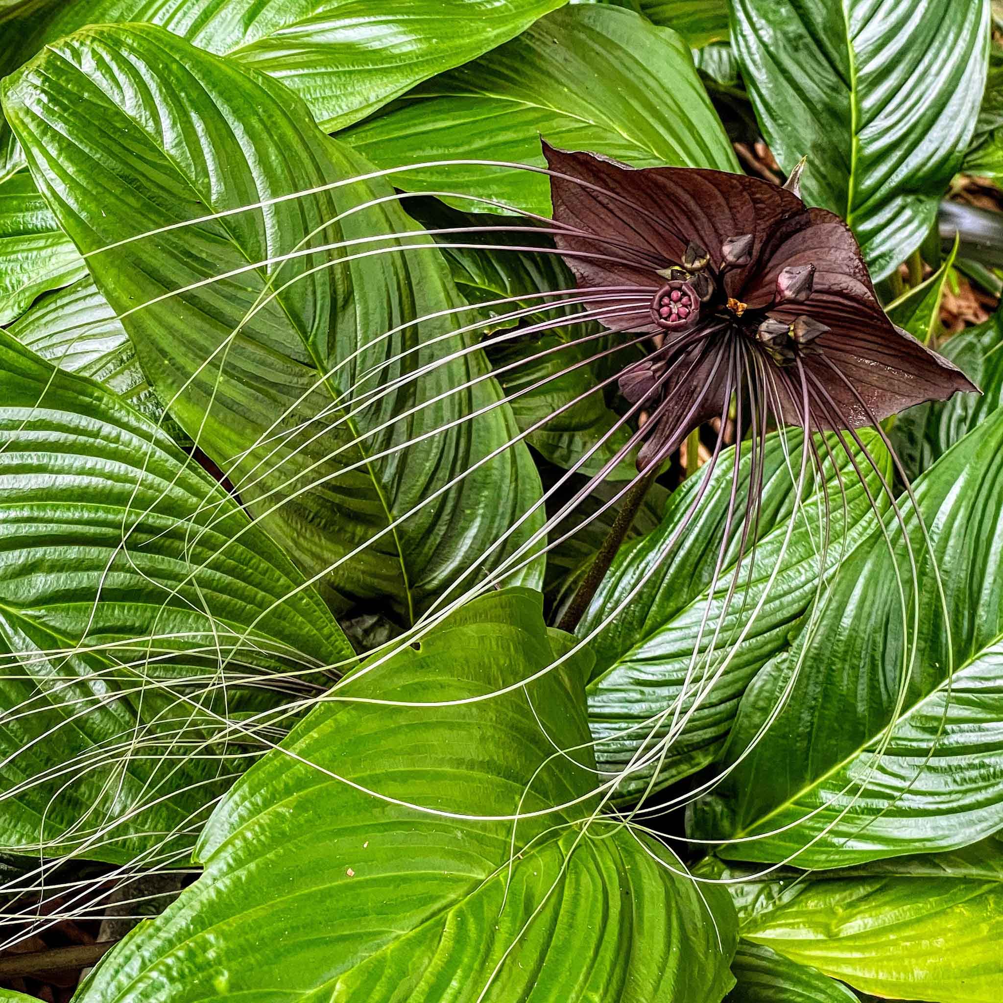 Black Bat Flower Seeds Eden Brothers