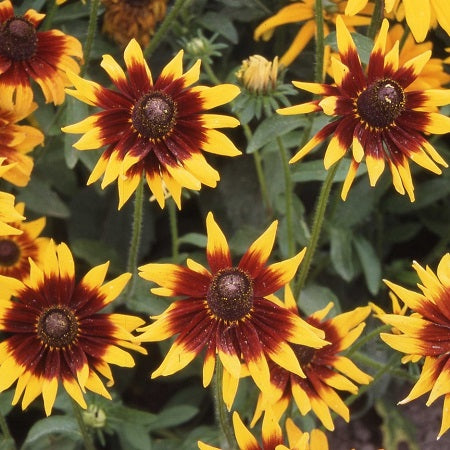 Black Eyed Susan Seeds - Autumn Forest