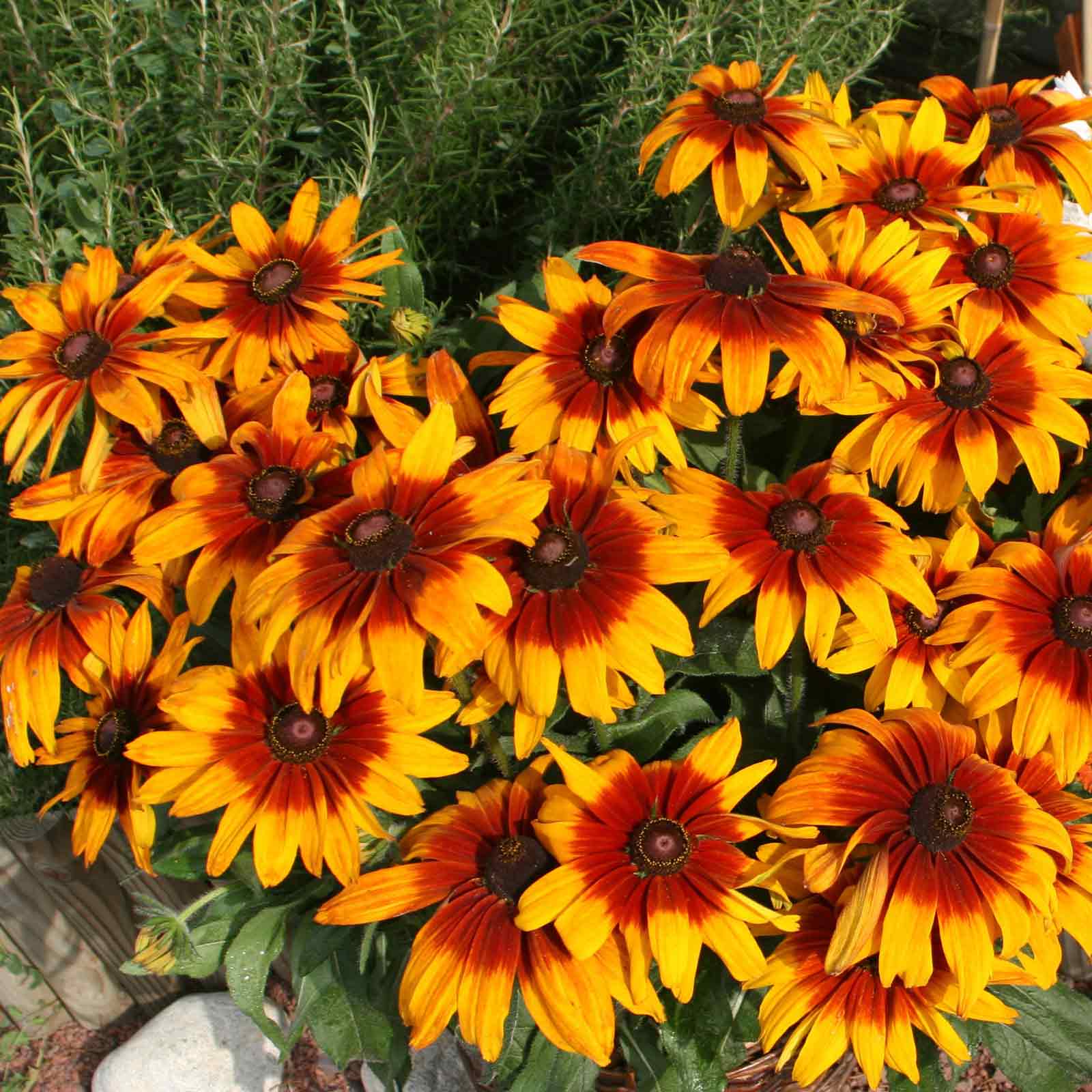 Black Eyed Susan Seeds - Cappuccino