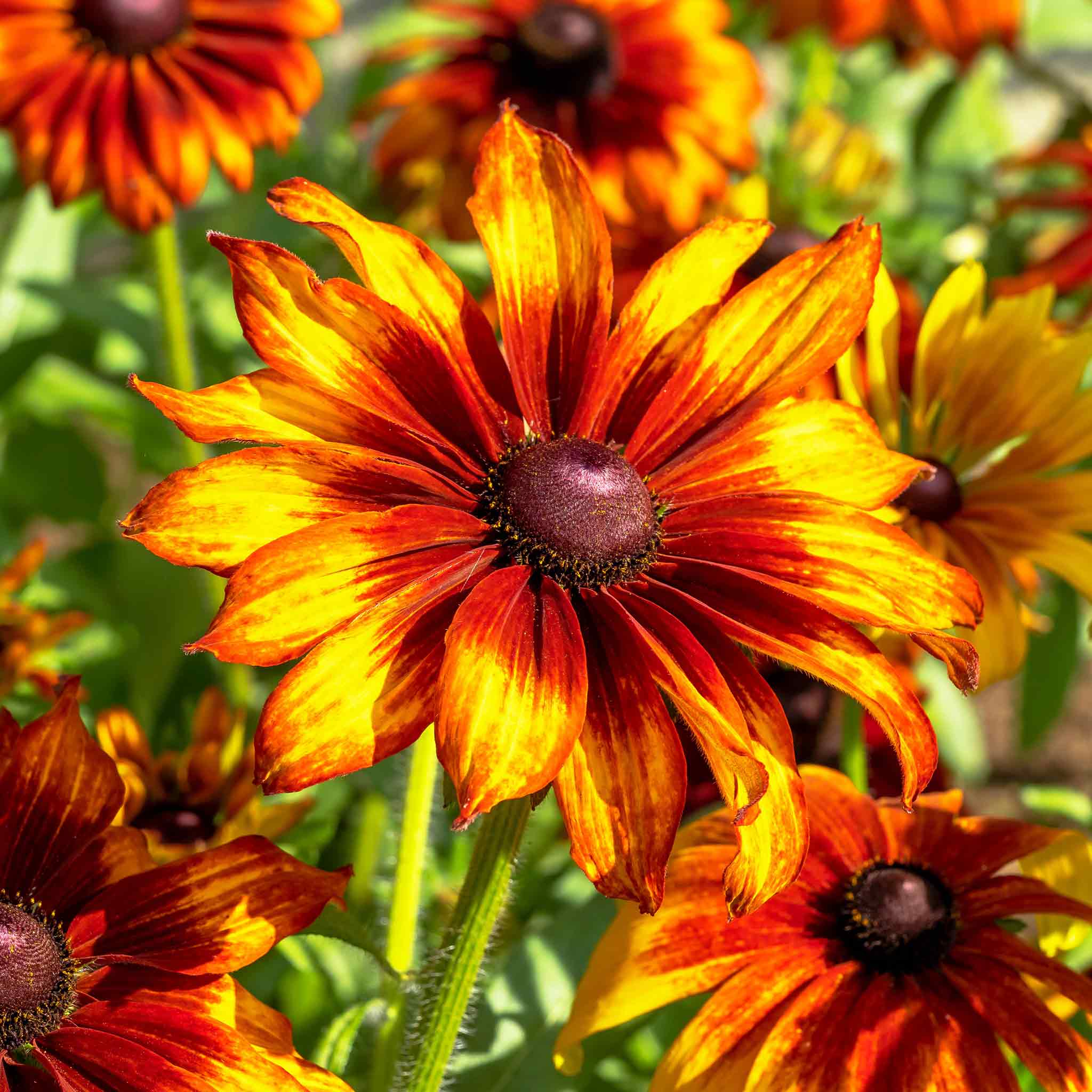 Black Eyed Susan Seeds - Cappuccino