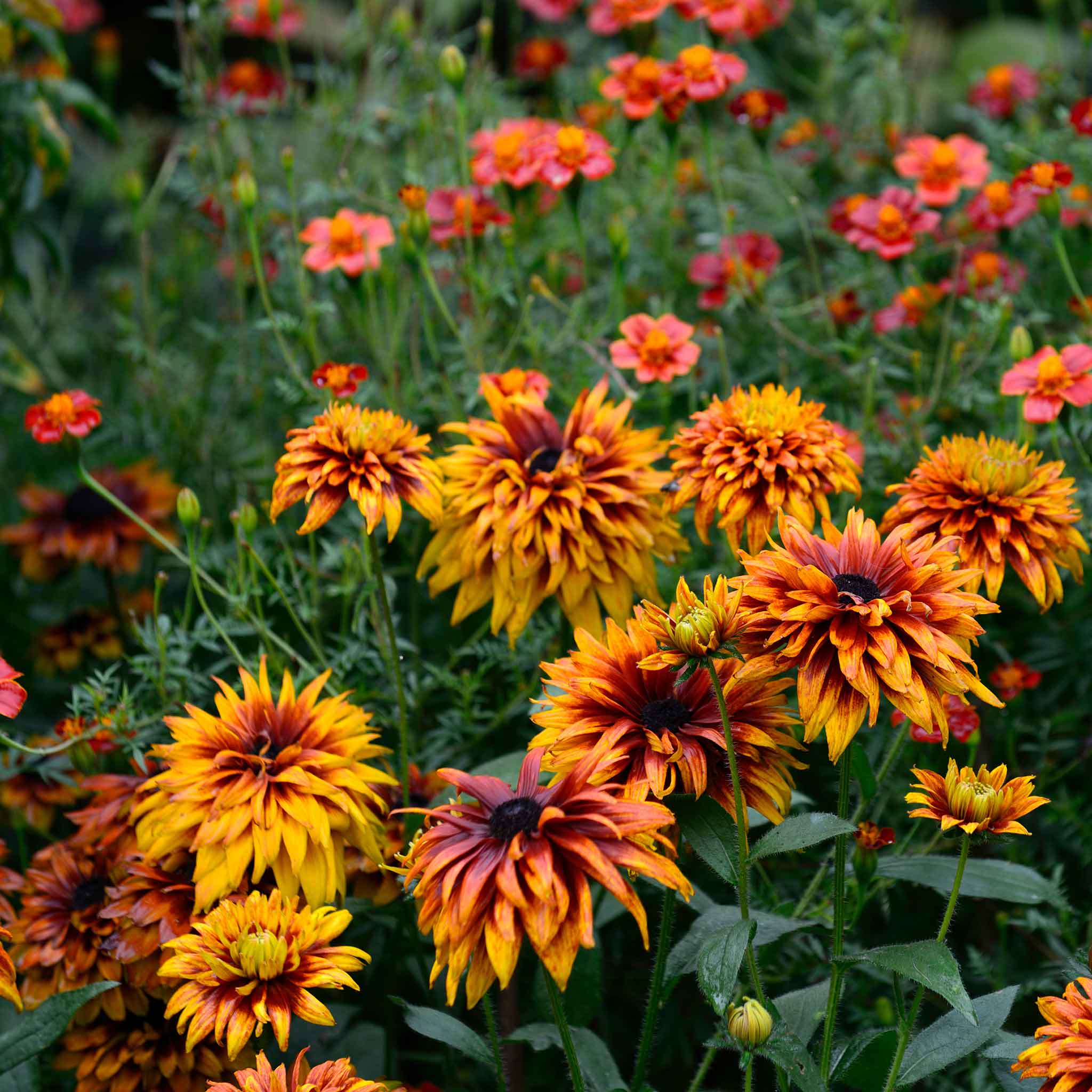 Black Eyed Susan Seeds - Cherokee Sunset