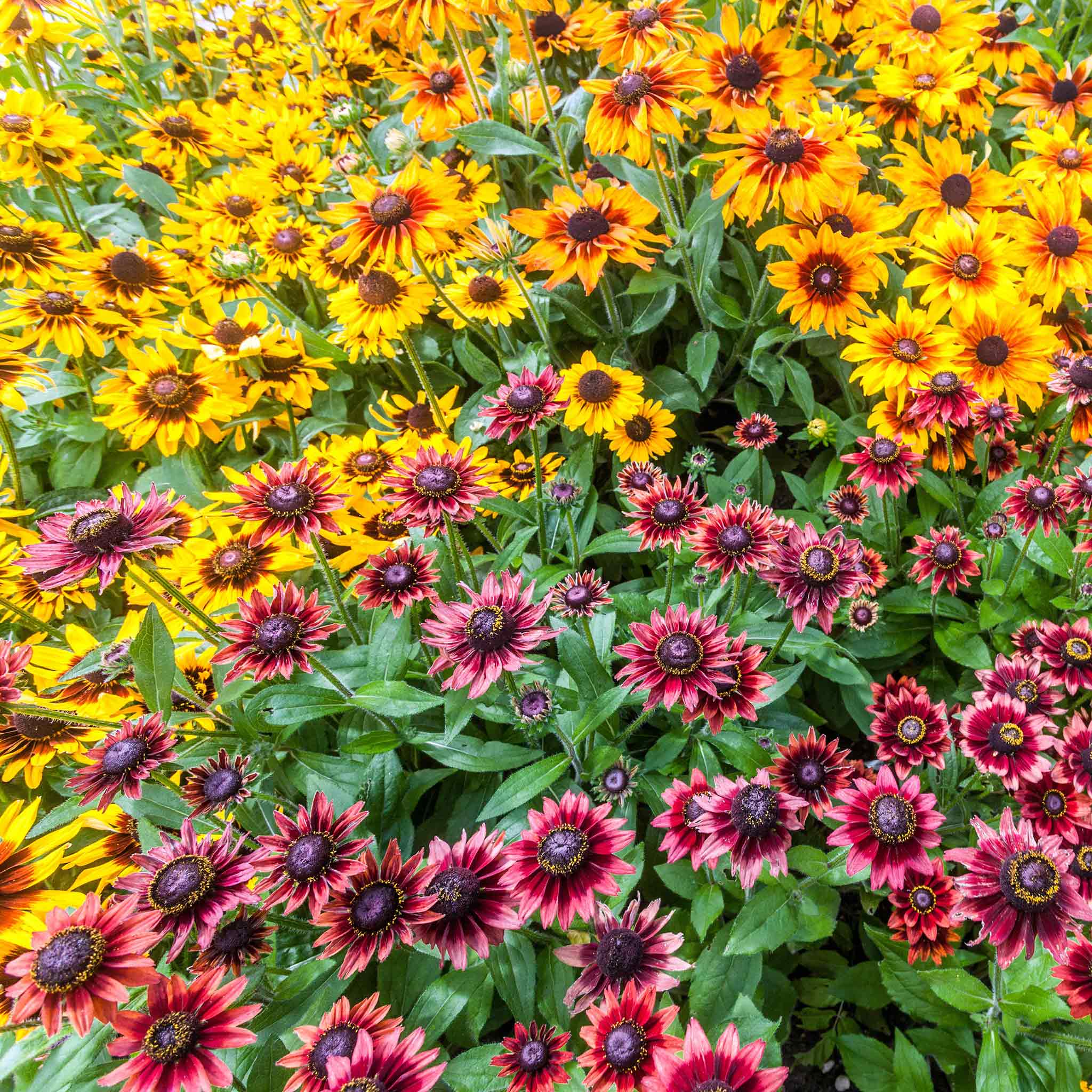 Black Eyed Susan Seeds - Cherry Brandy