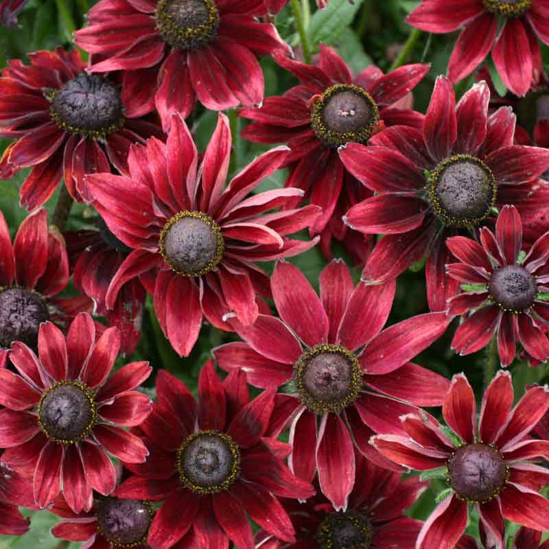 Black Eyed Susan Seeds - Cherry Brandy