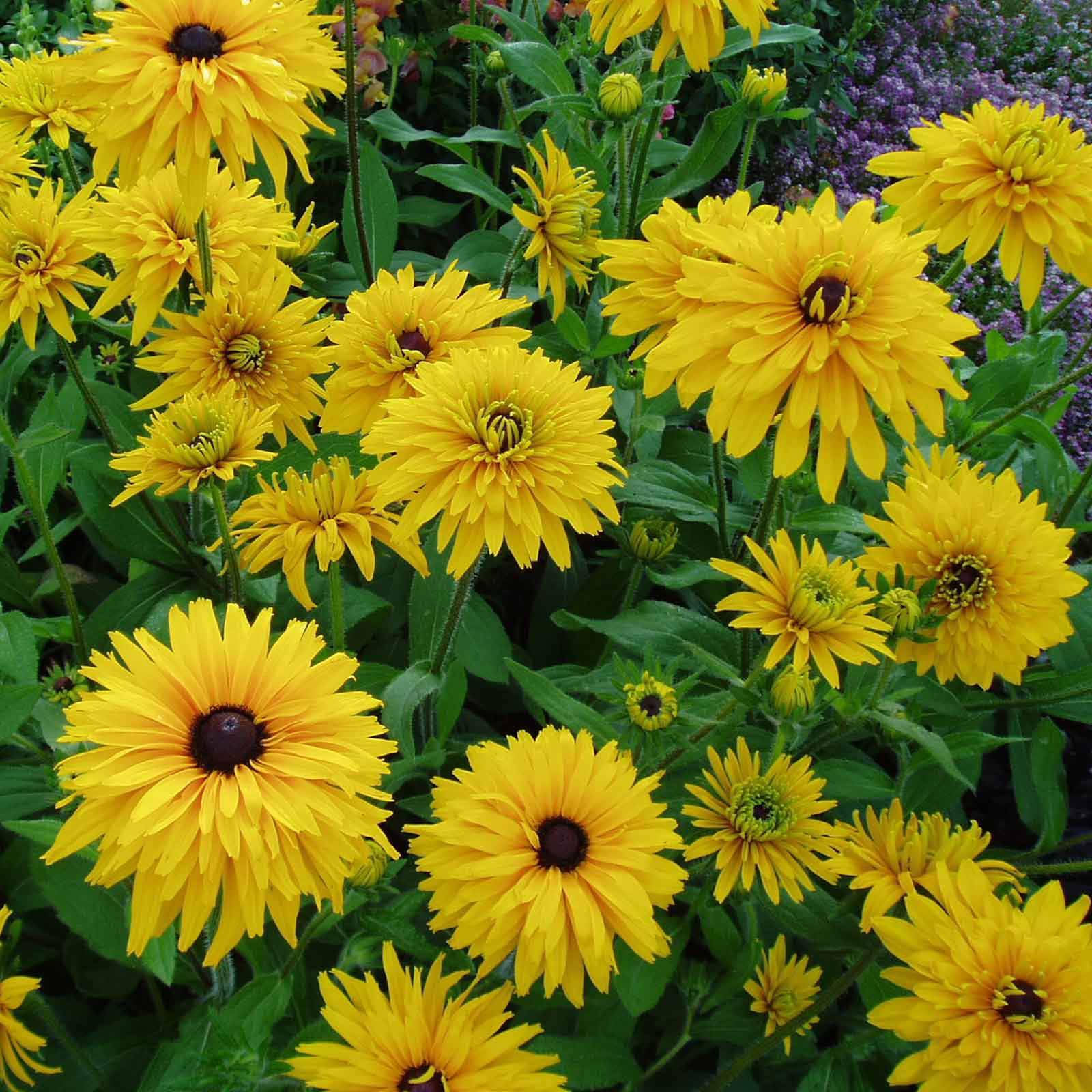 Black Eyed Susan Seeds - Double Golden Gloriosa